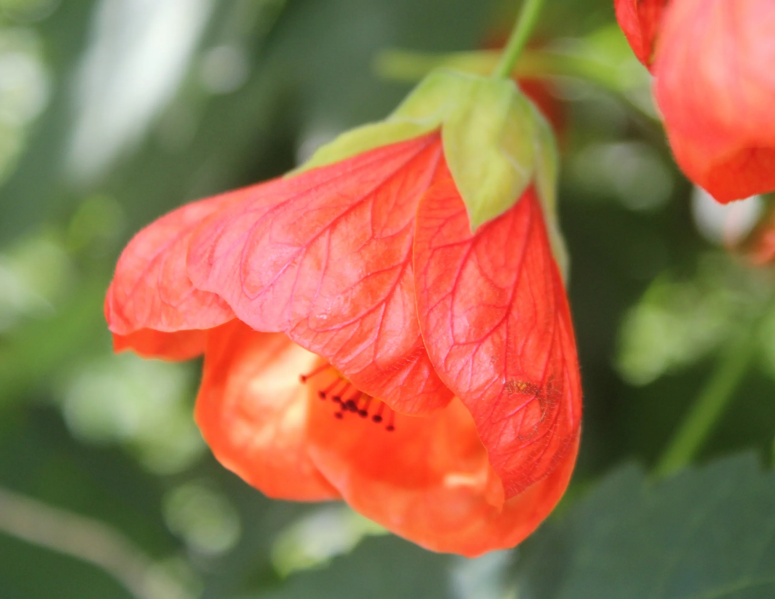 Abutilon × hybridum