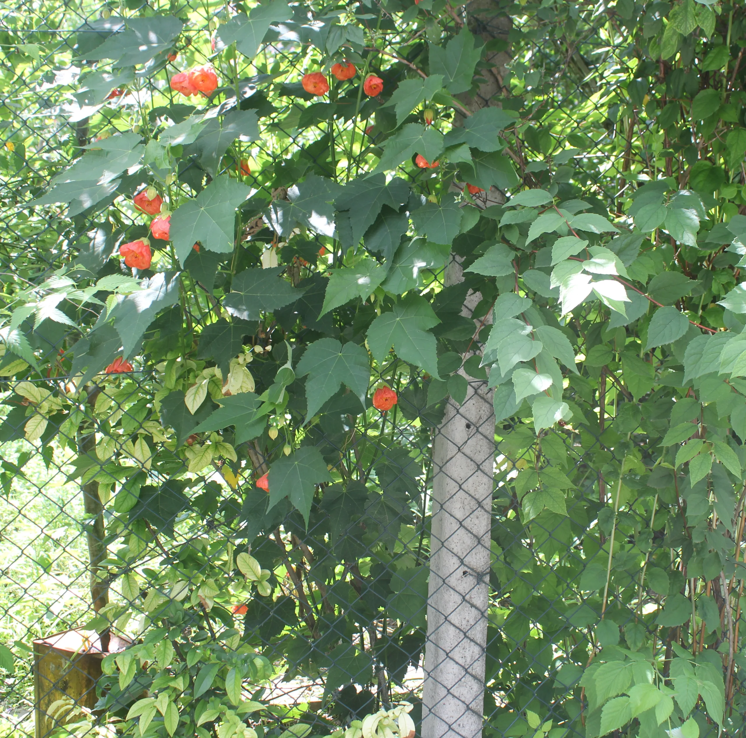 Abutilon × hybridum
