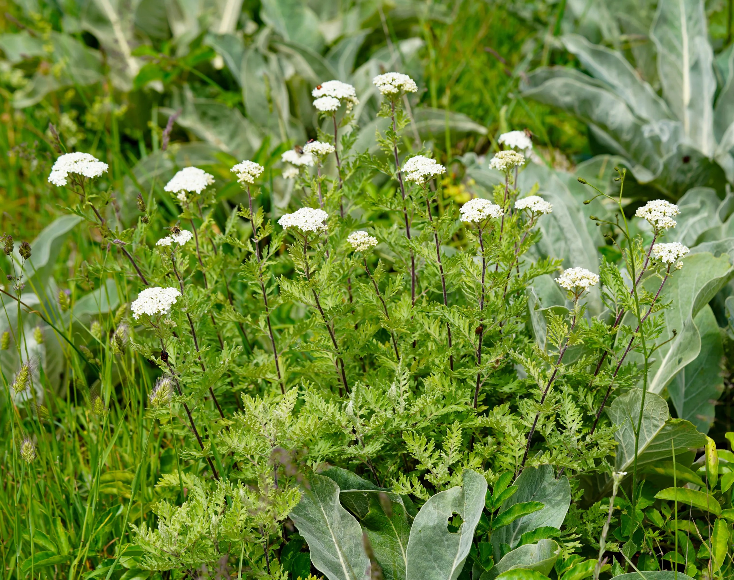 Achillea grandifolia