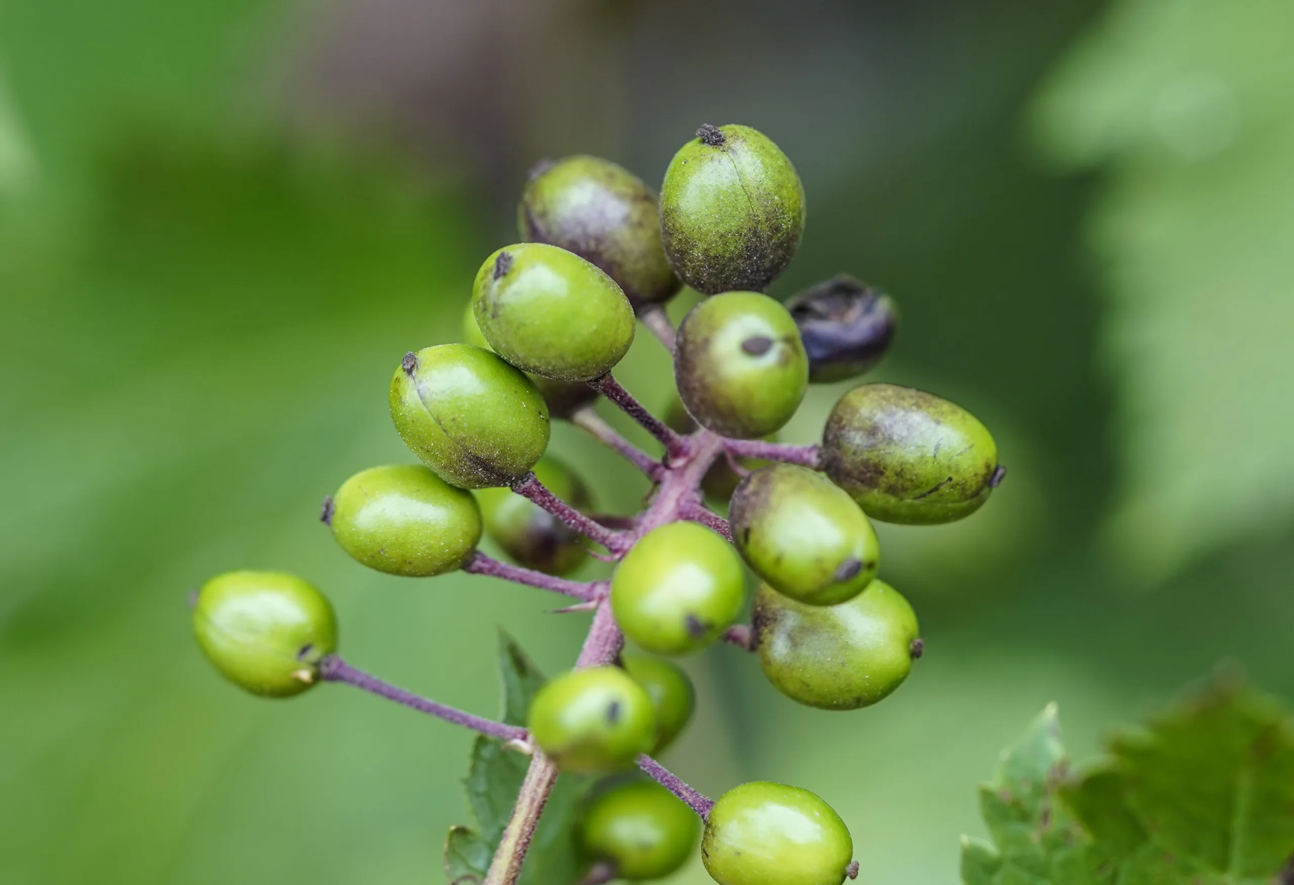 Actaea spicata