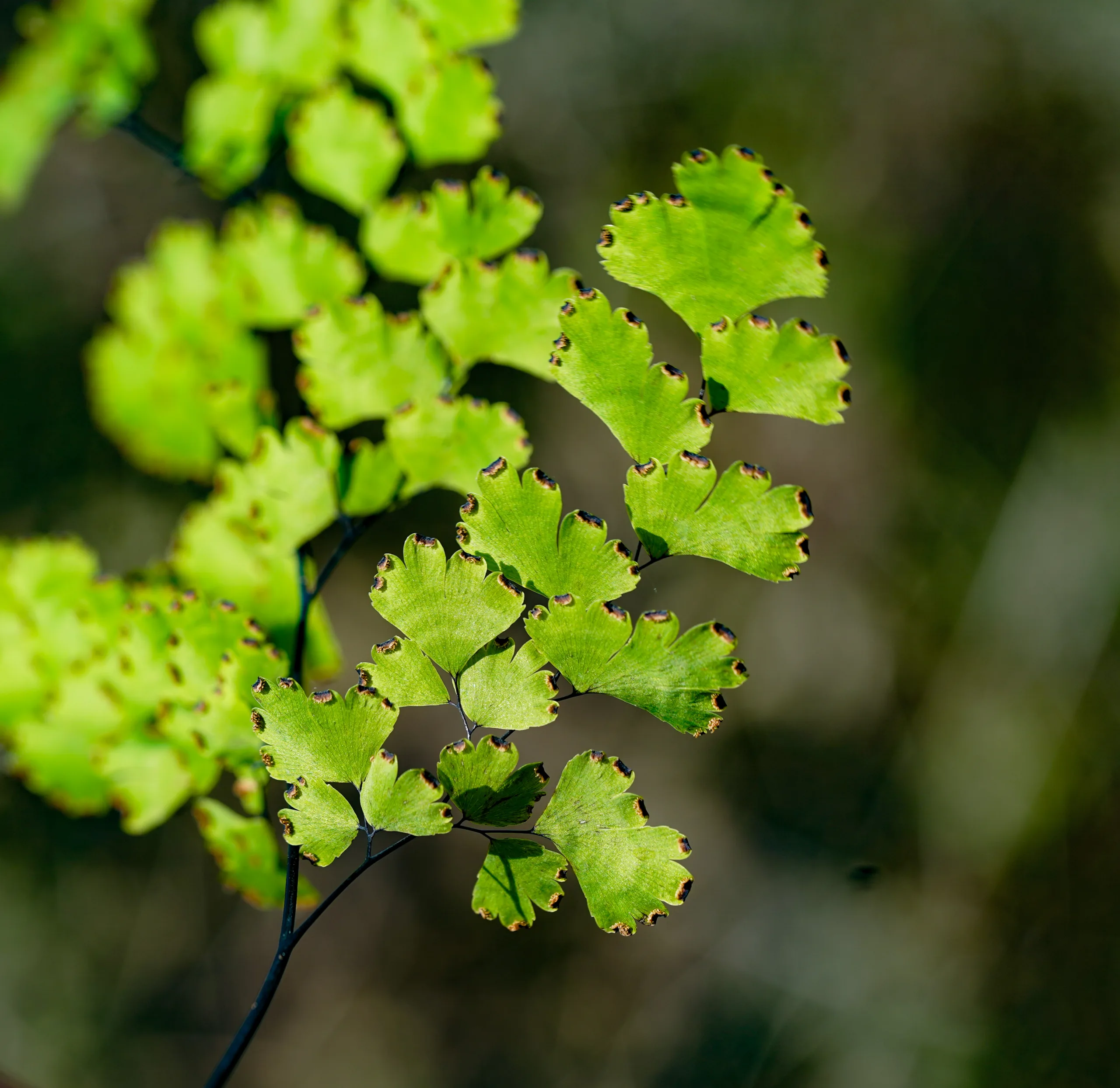 Adiantum capillus-veneris