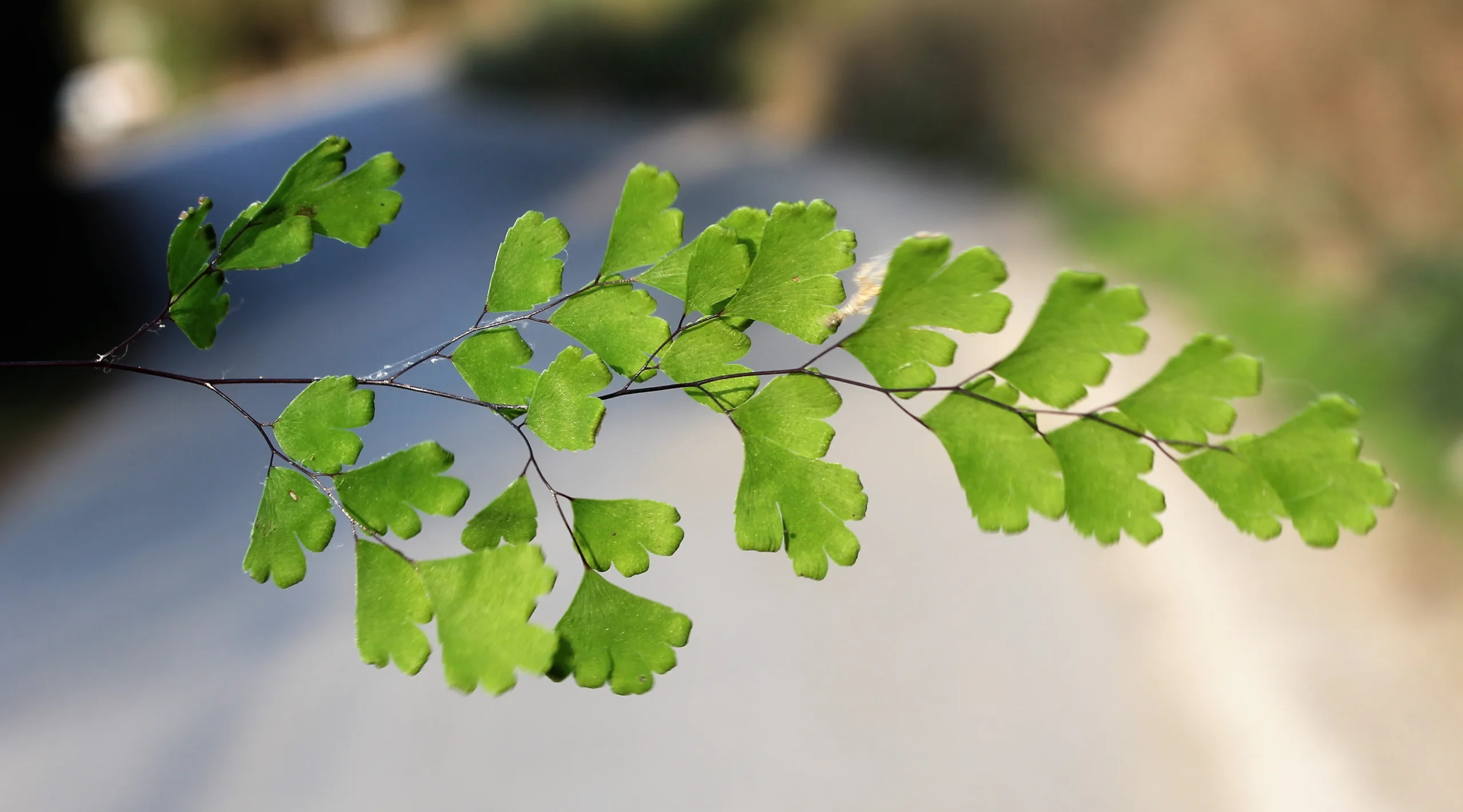 Adiantum capillus-veneris