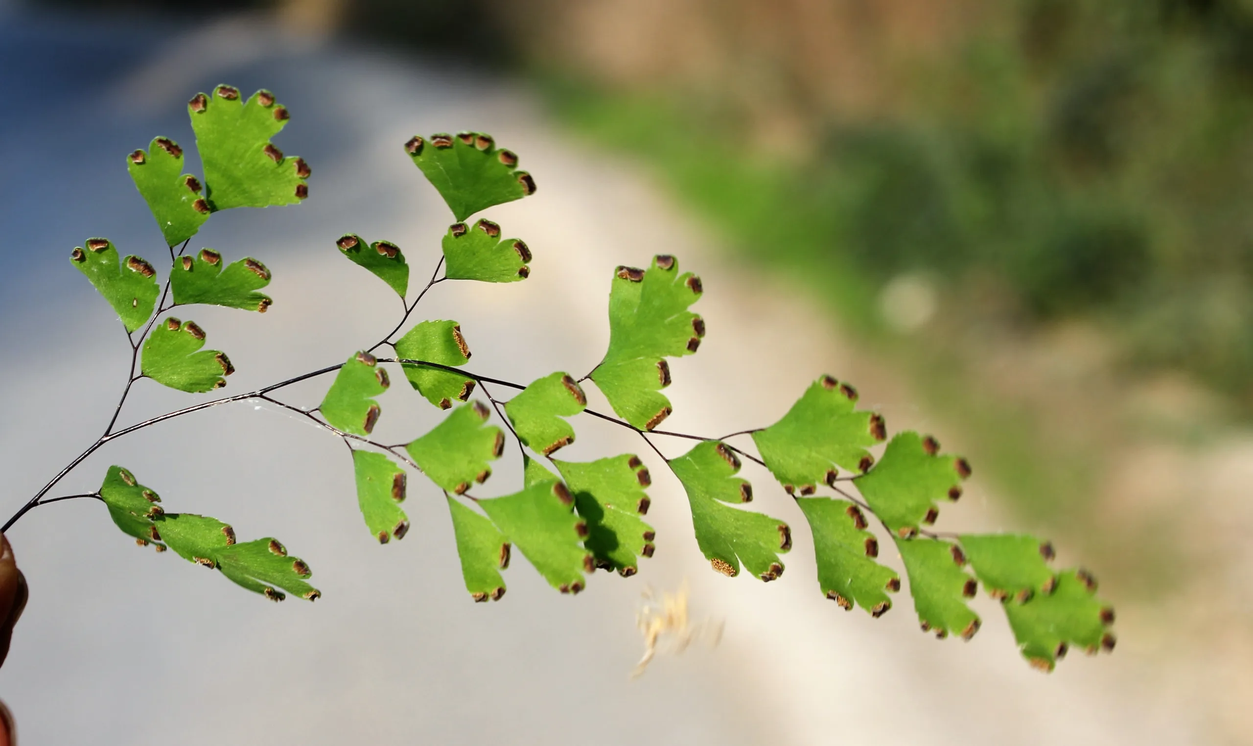 Adiantum capillus-veneris