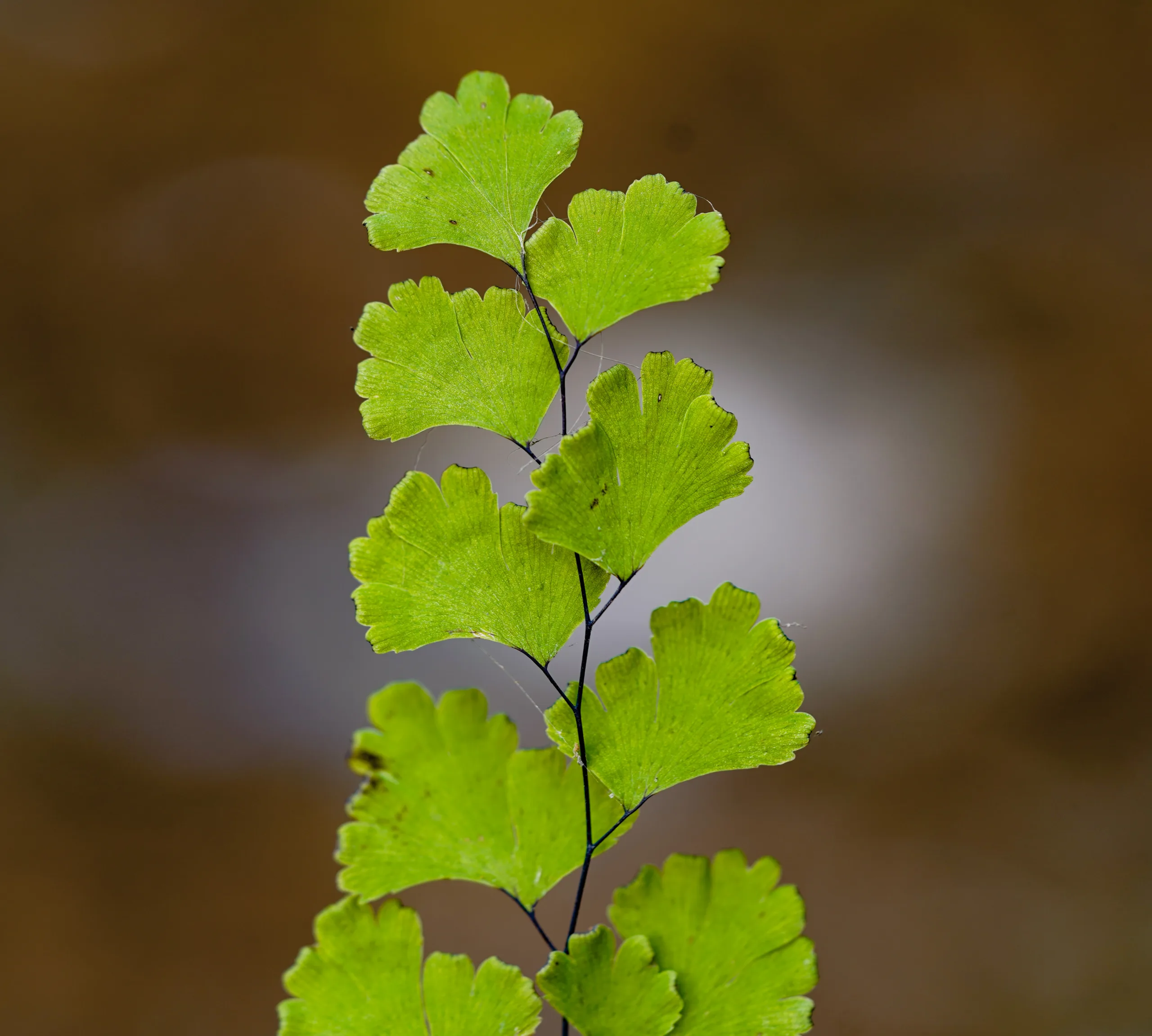 Adiantum capillus-veneris