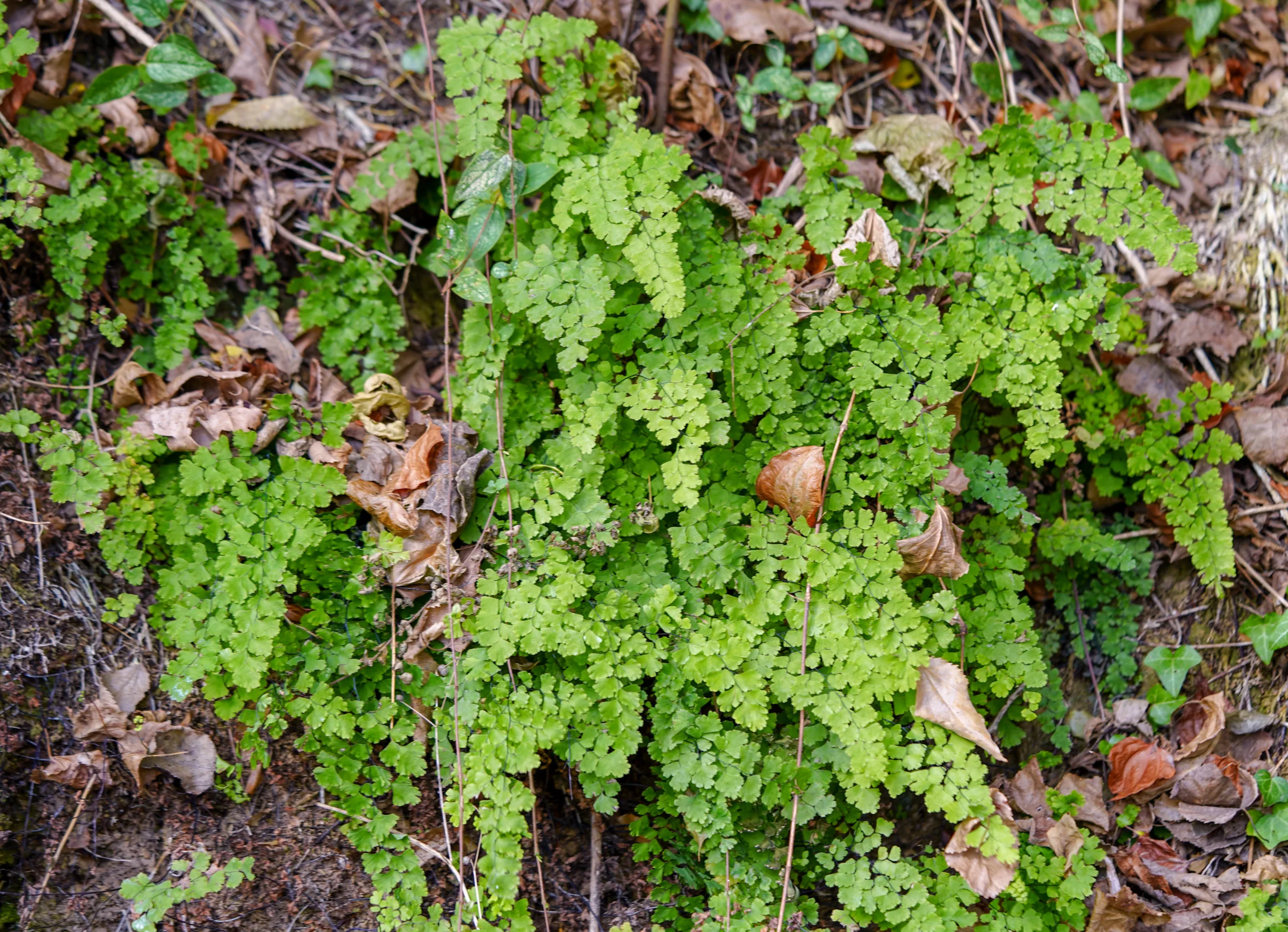 Adiantum capillus-veneris