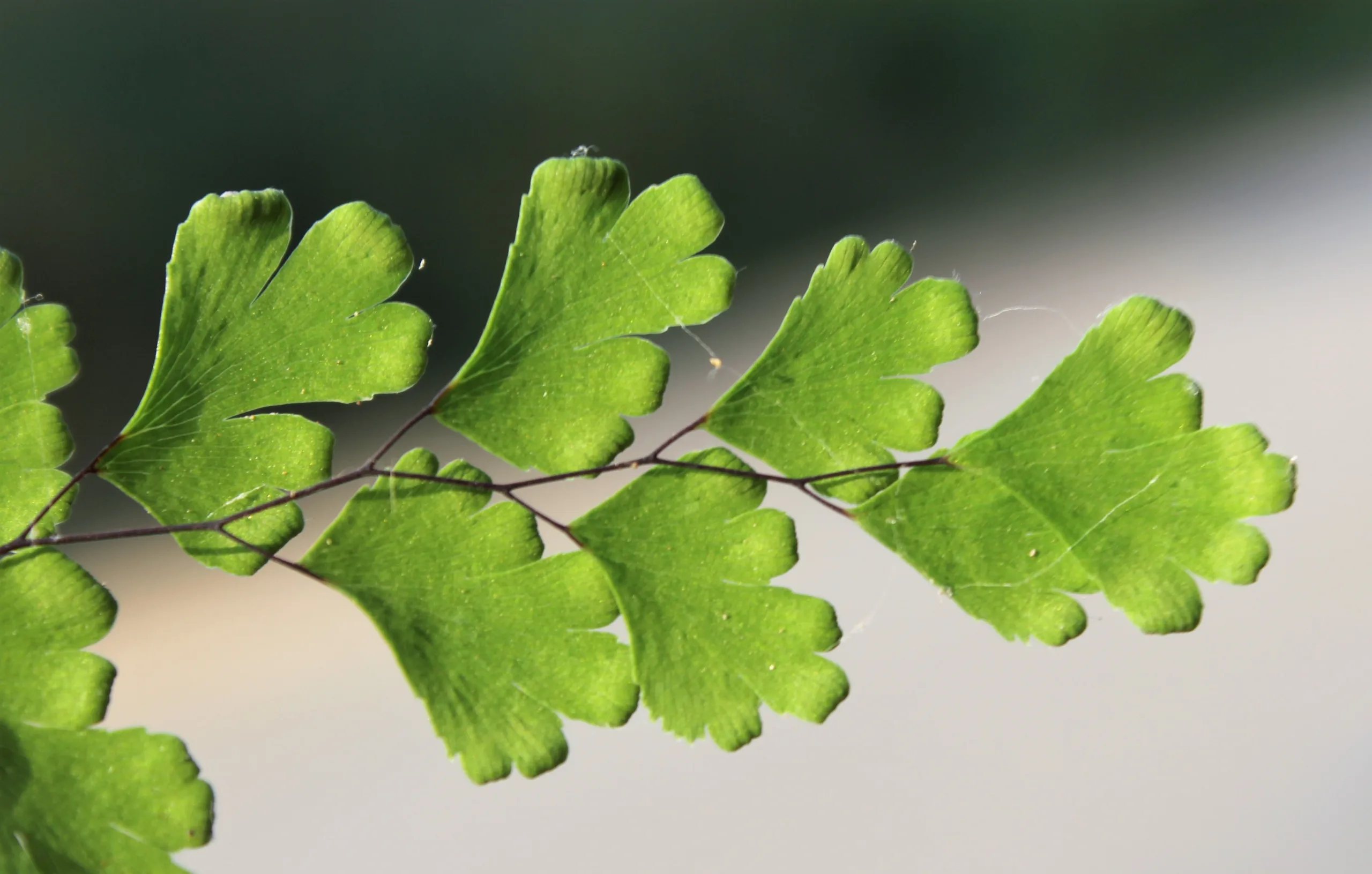 Adiantum capillus-veneris