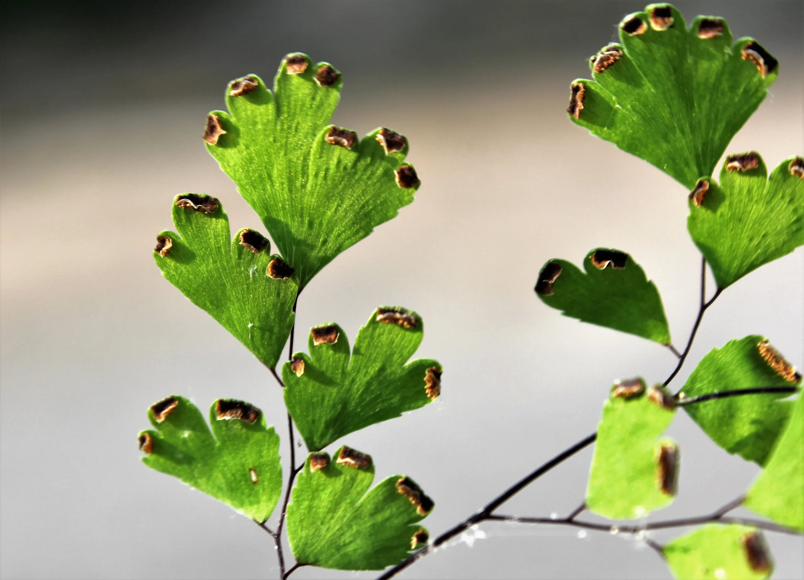 Adiantum capillus-veneris