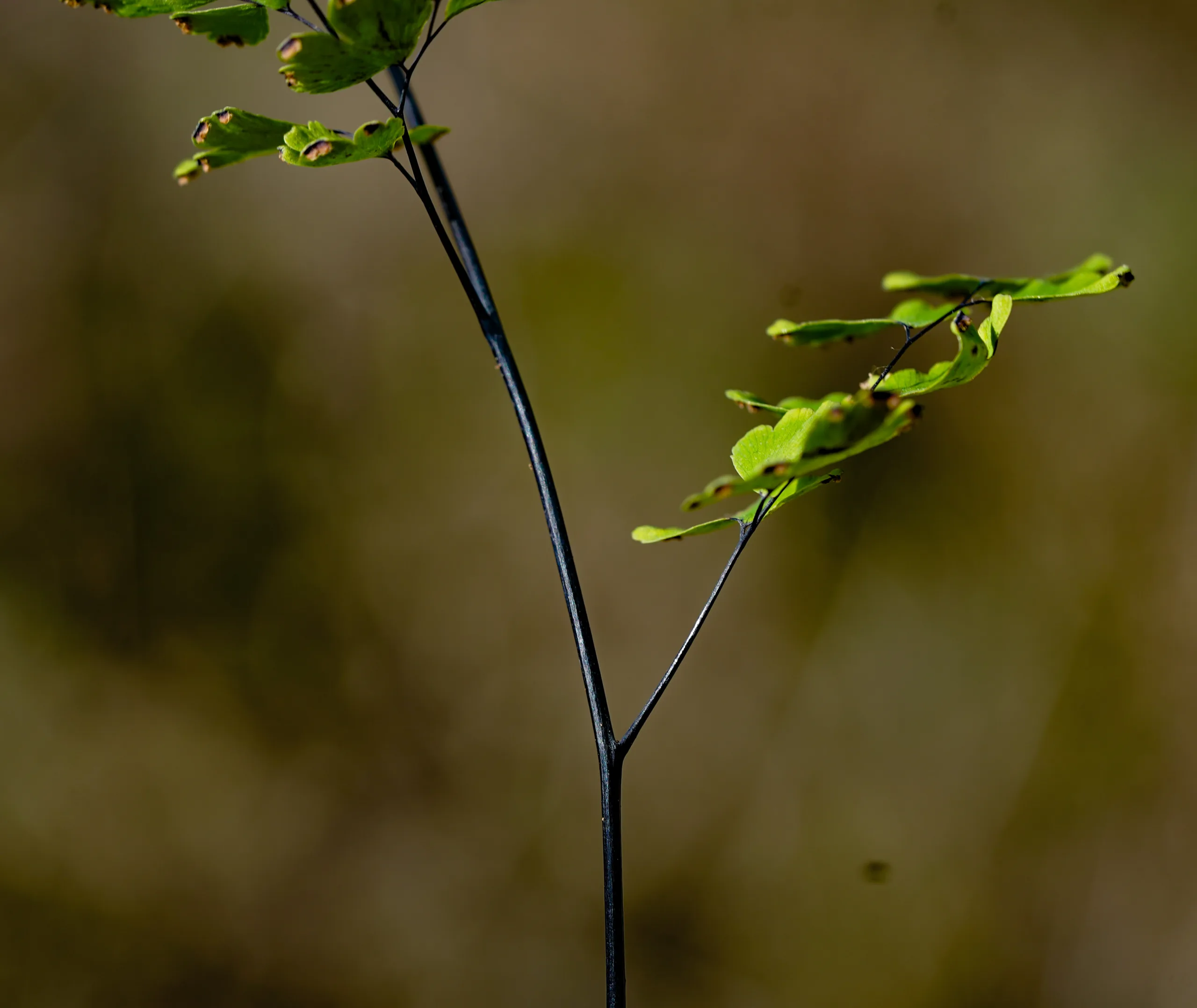 Adiantum capillus-veneris