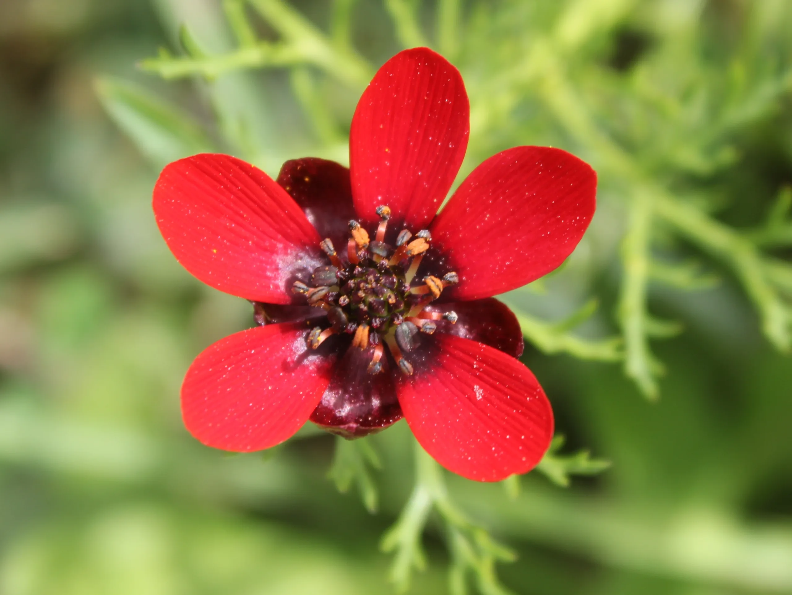 Adonis annua