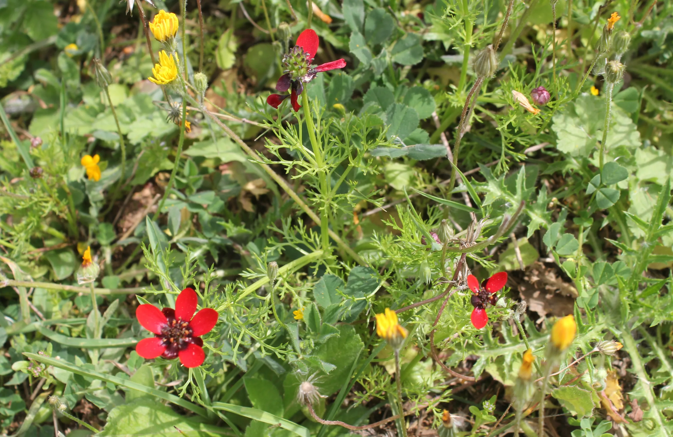Adonis annua