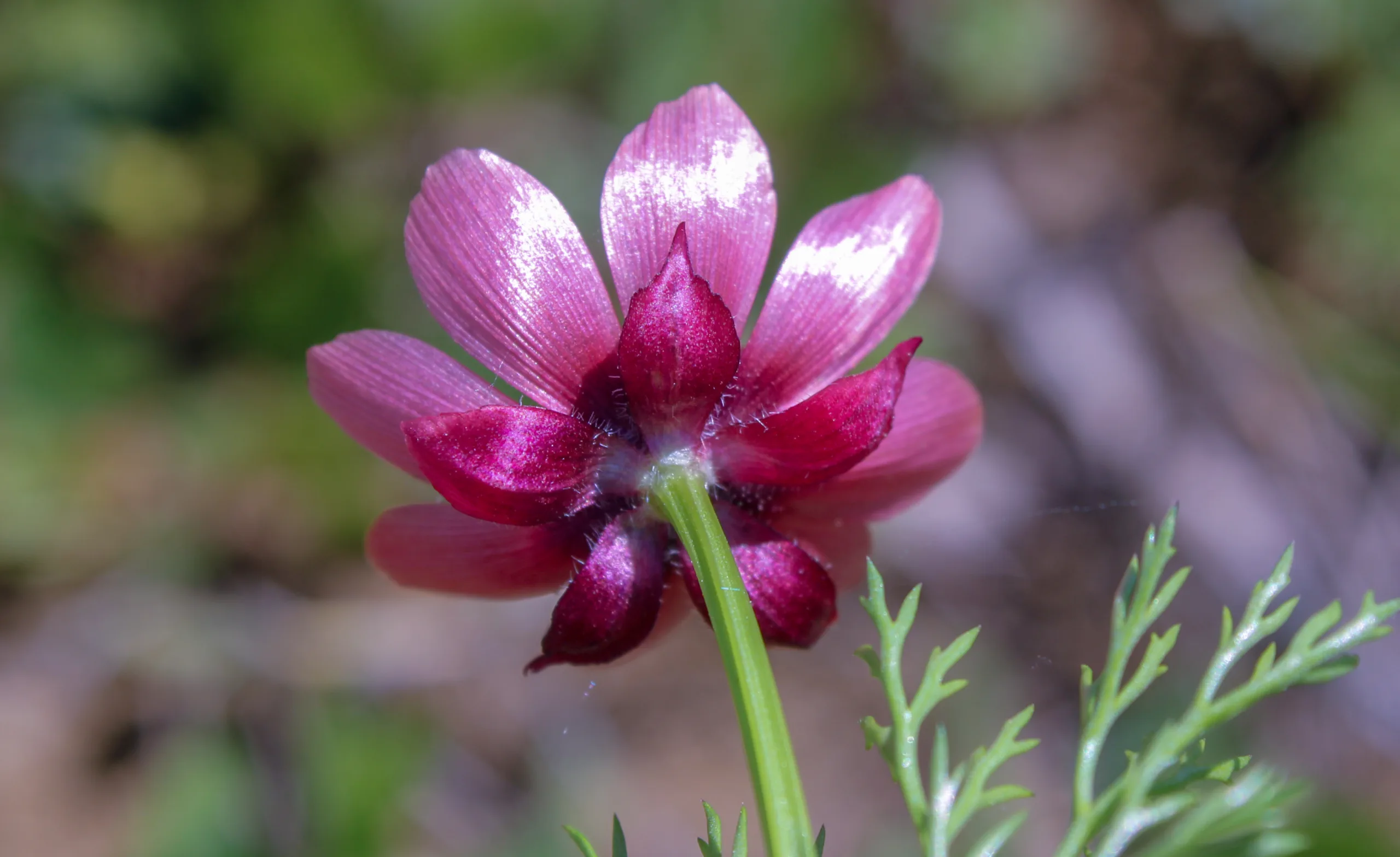 Adonis annua