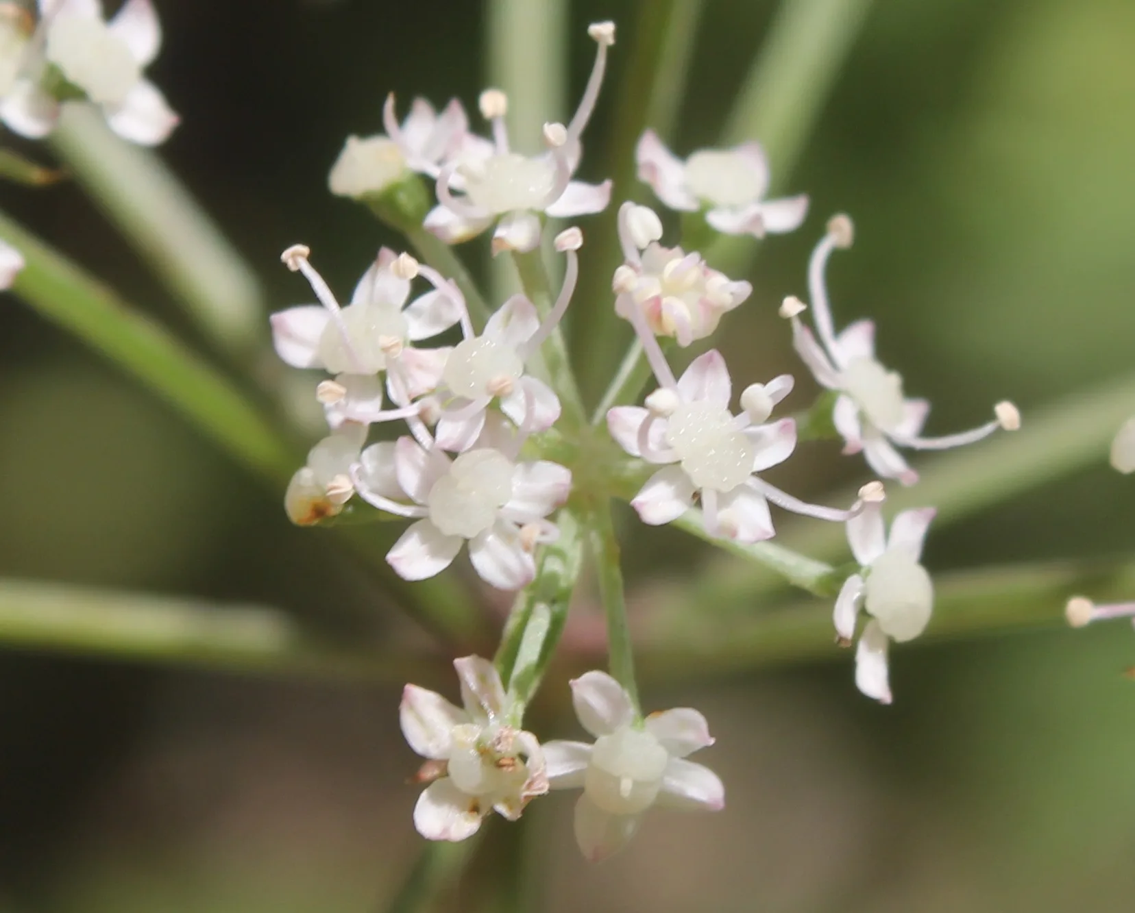 Aegopodium podagraria