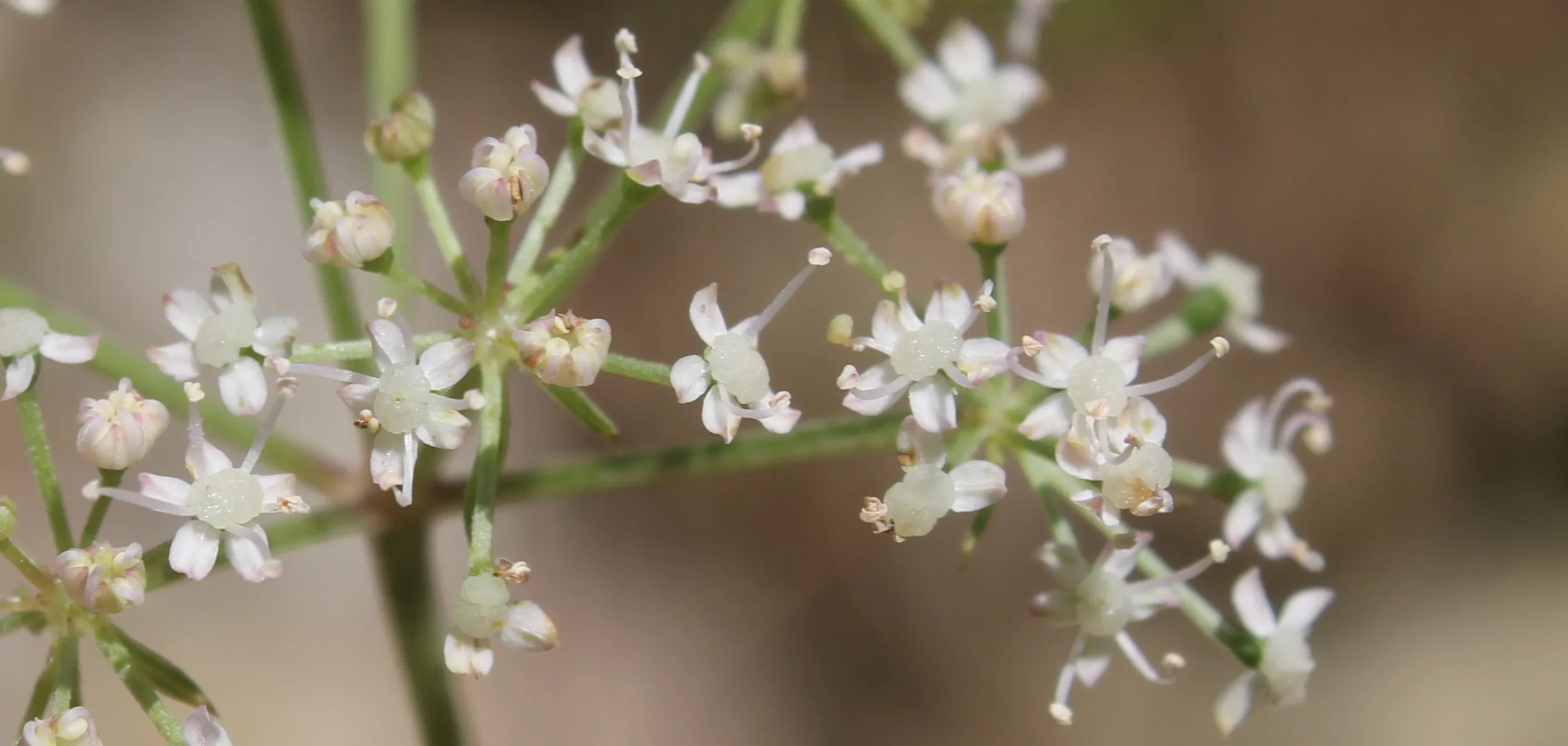 Aegopodium podagraria