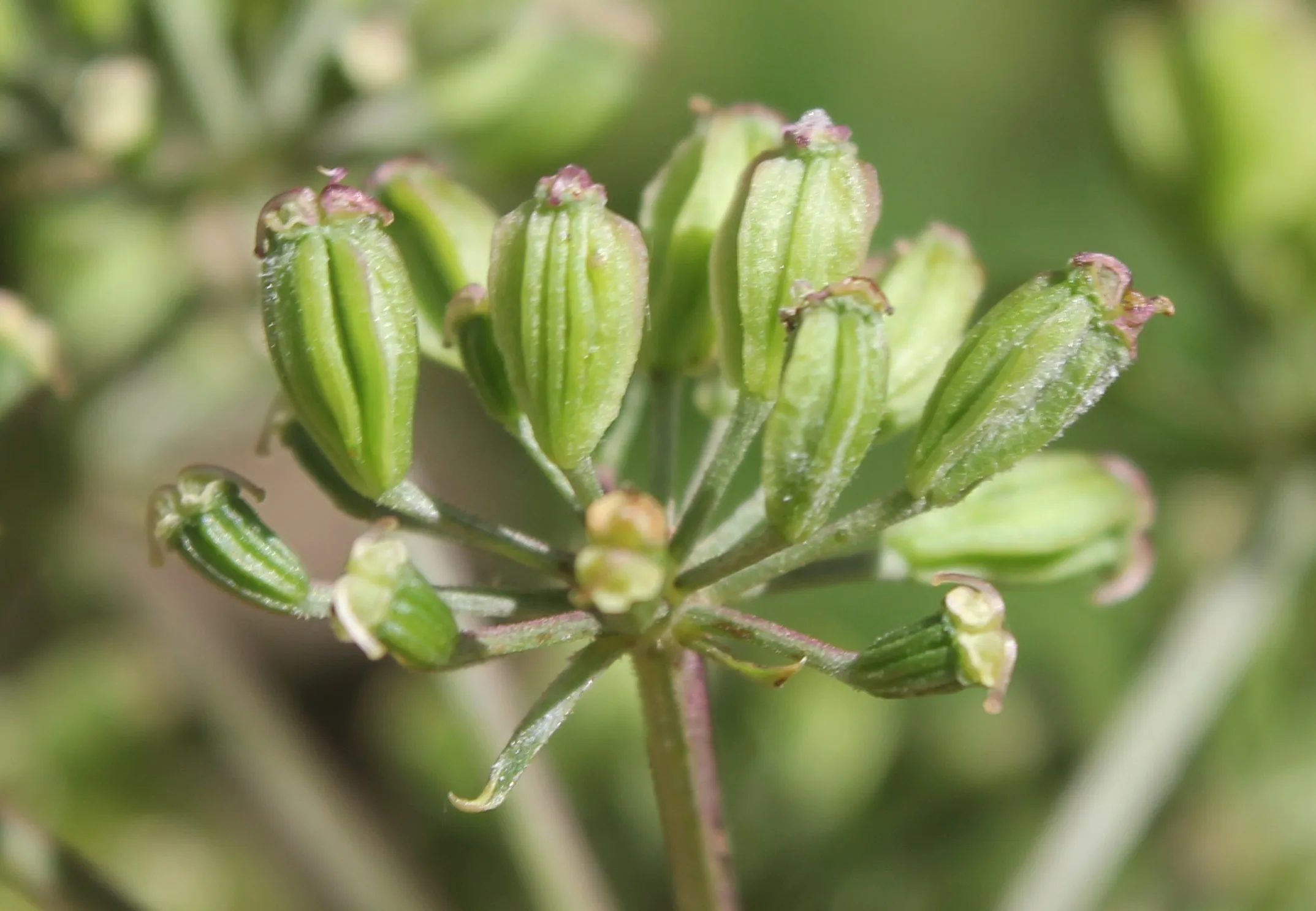 Aegopodium podagraria