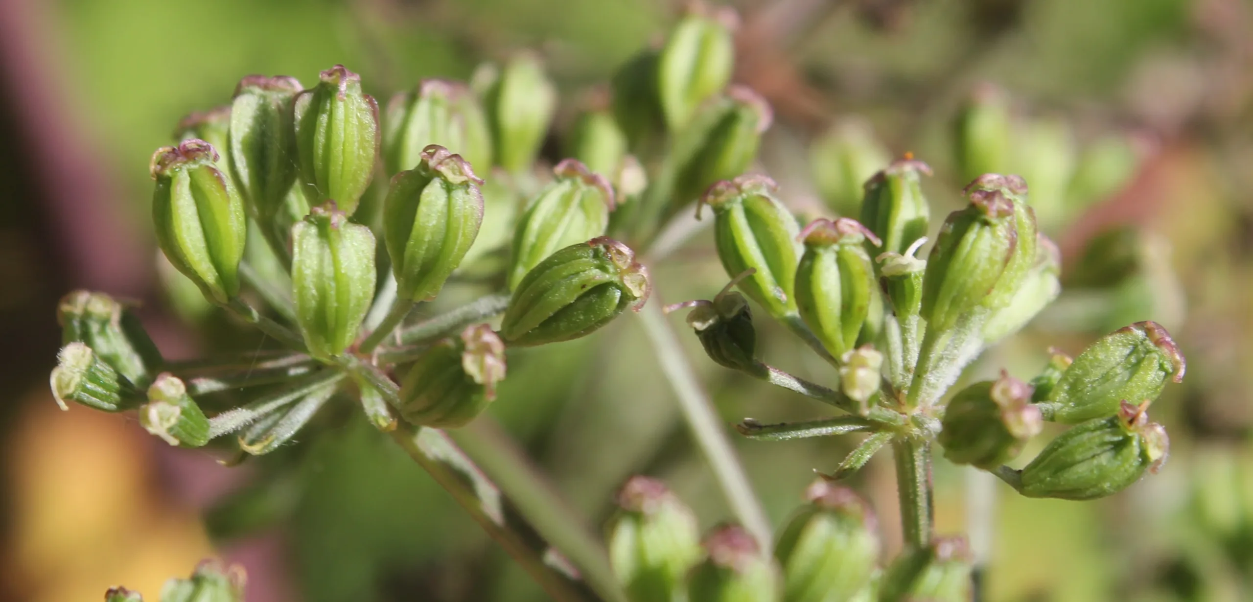 Aegopodium podagraria