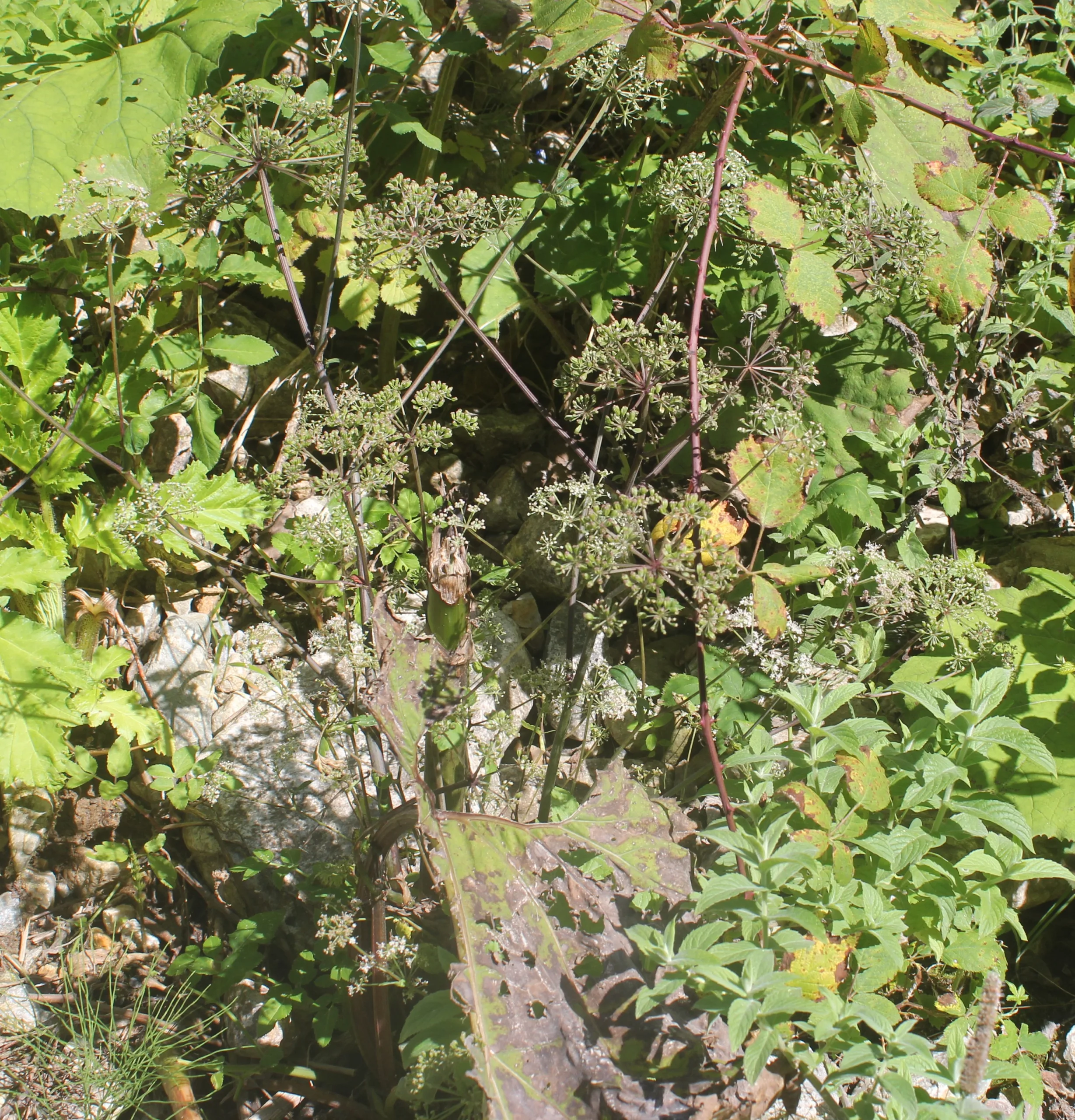 Aegopodium podagraria