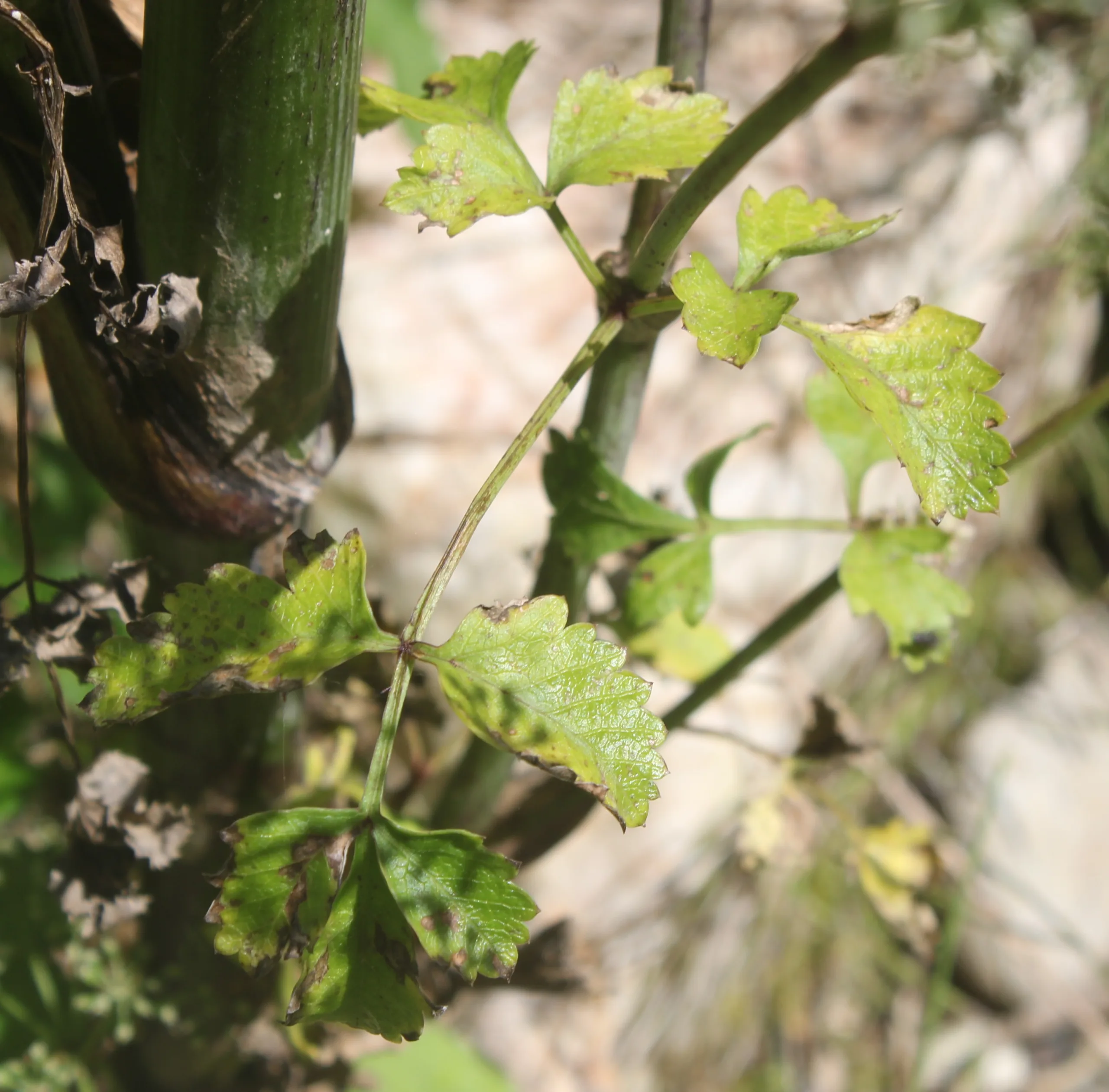 Aegopodium podagraria