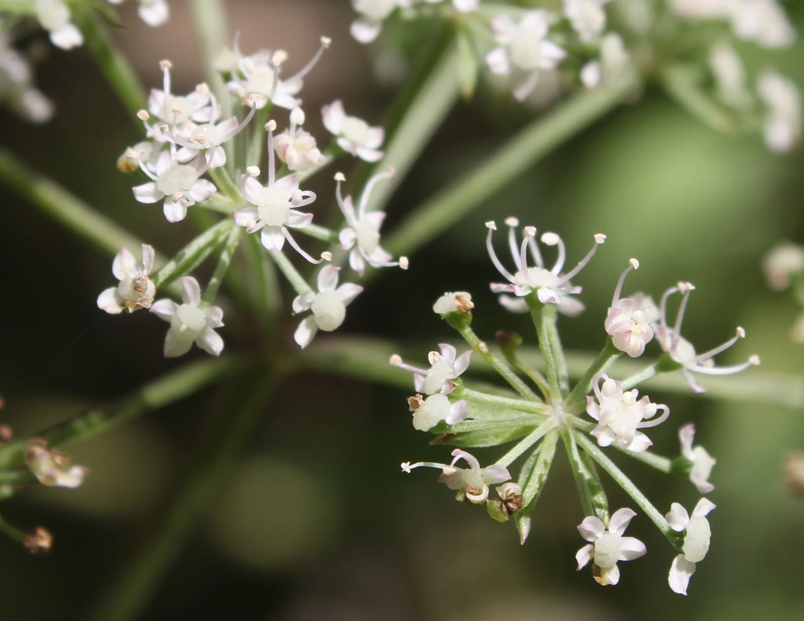 Aegopodium podagraria