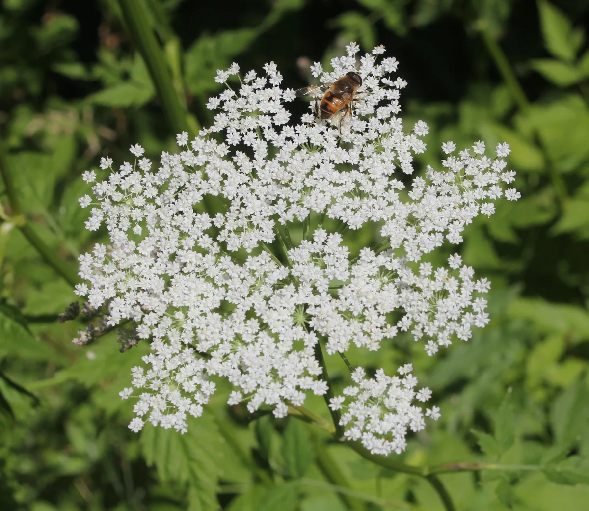 Aegopodium (Keçiayağı)