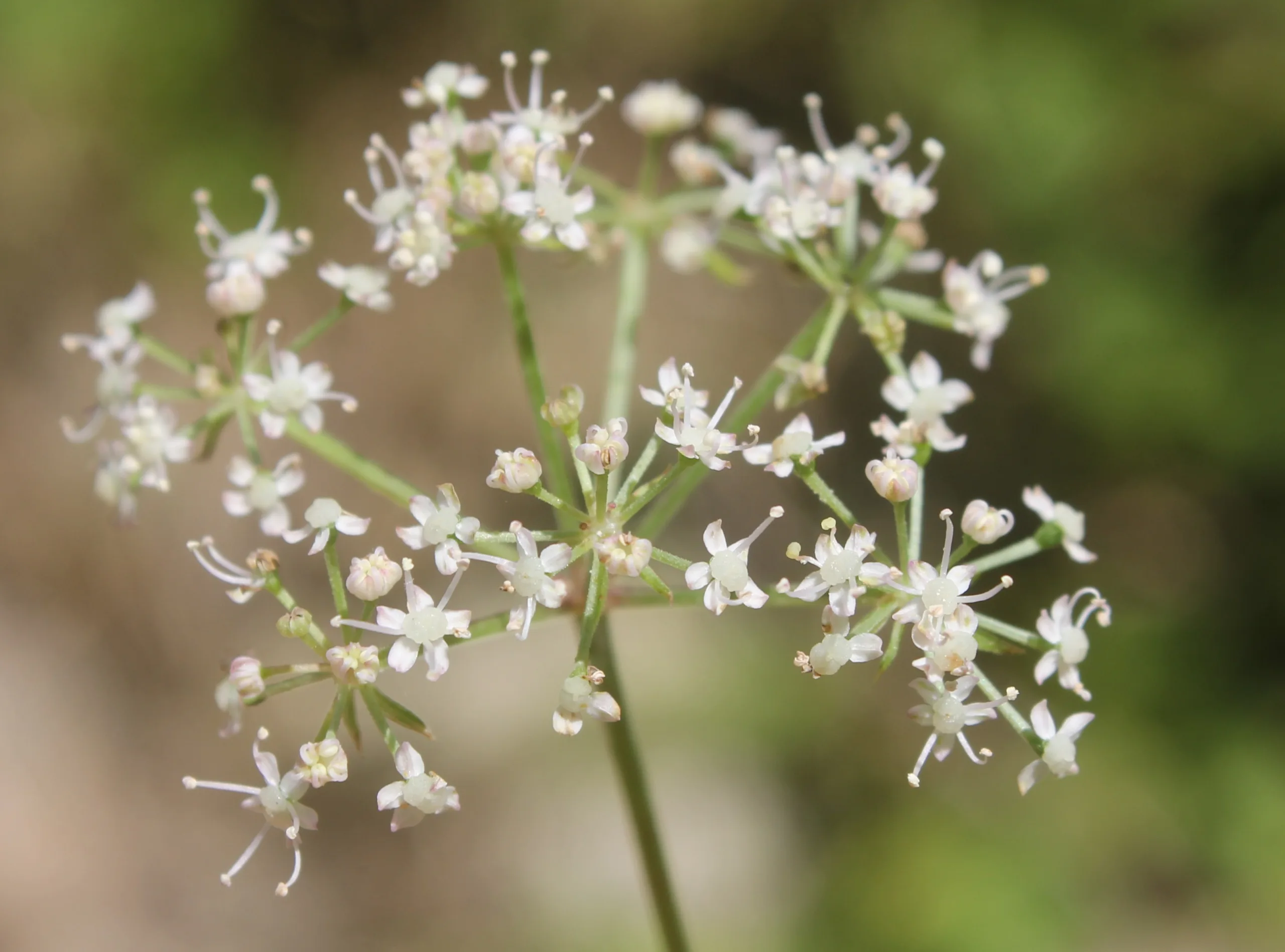 Aegopodium podagraria