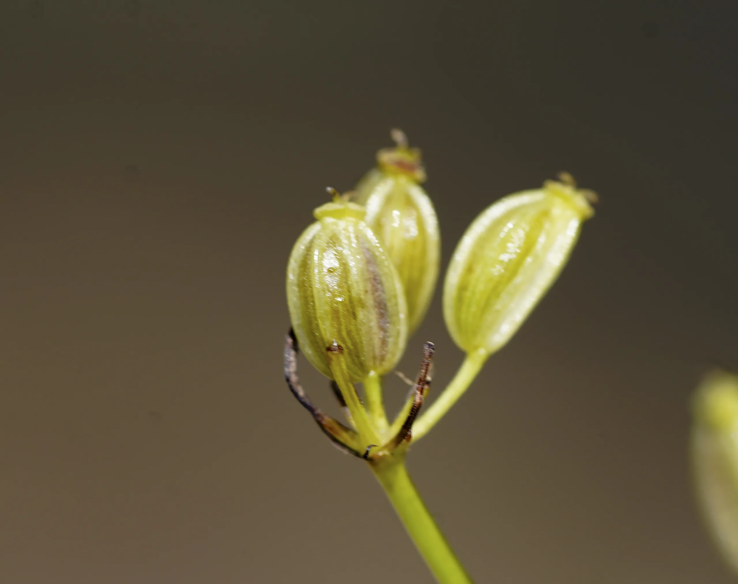 Aegopodium tribracteolatum