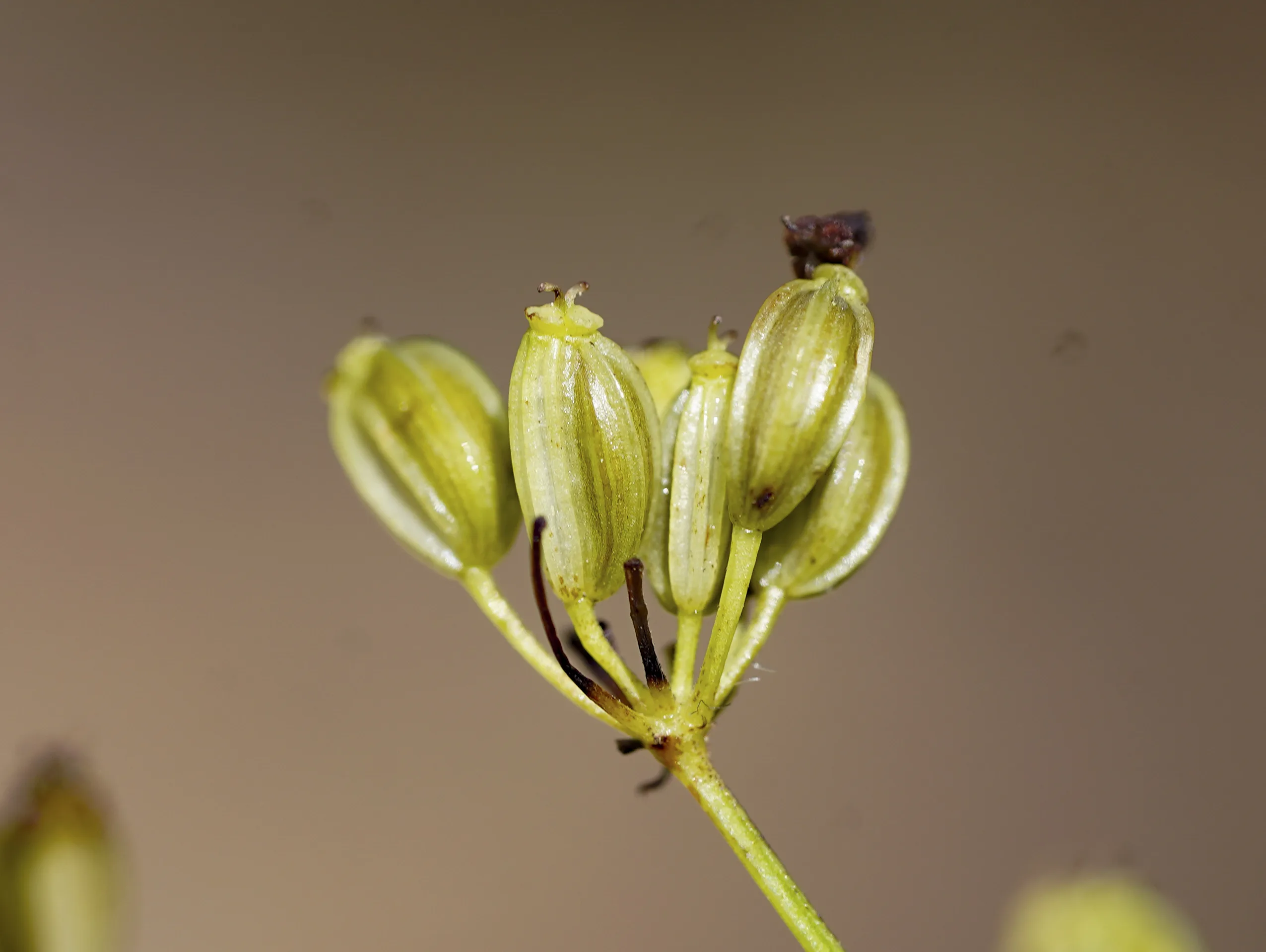 Aegopodium tribracteolatum stylopodium