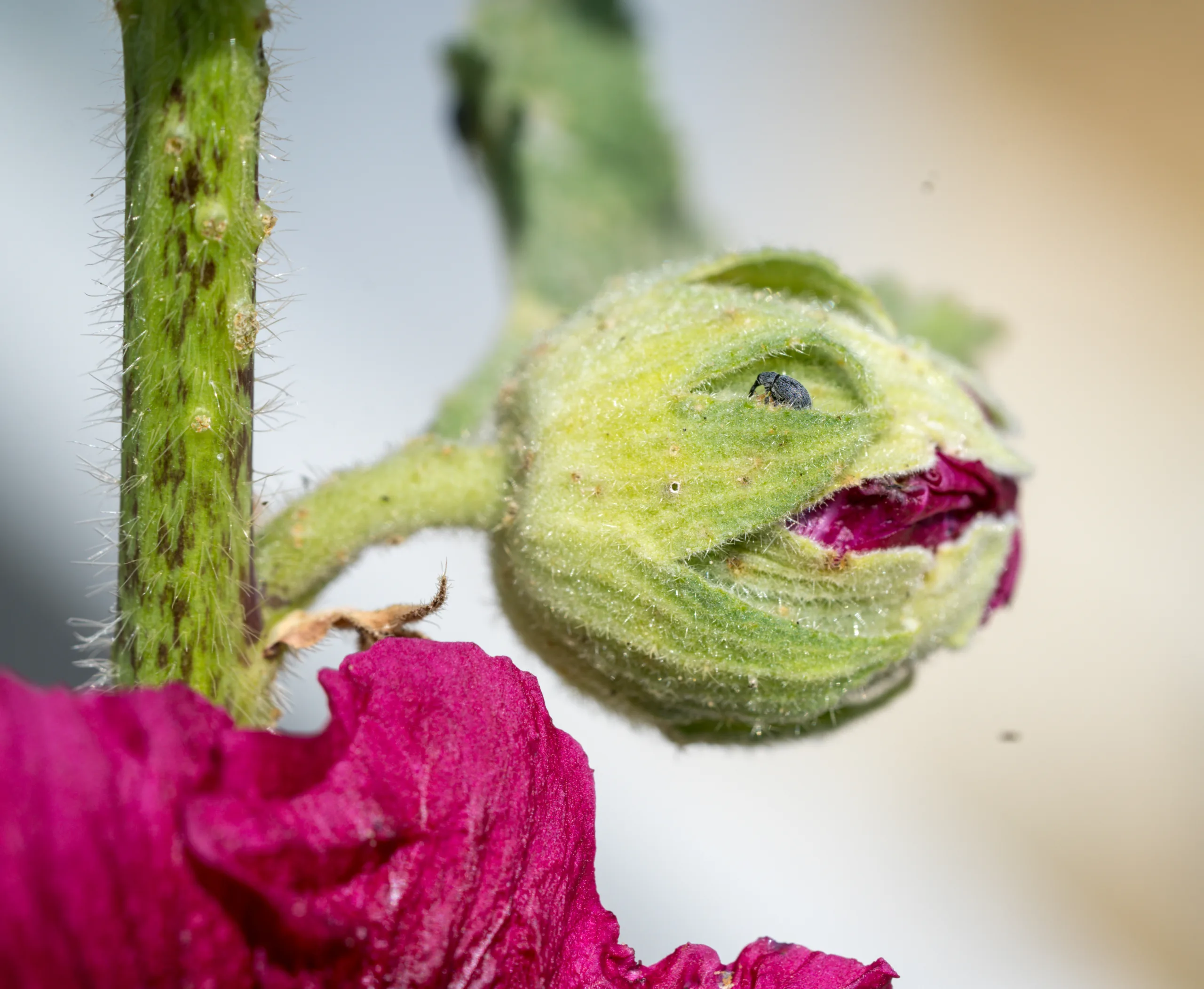 Alcea rosea