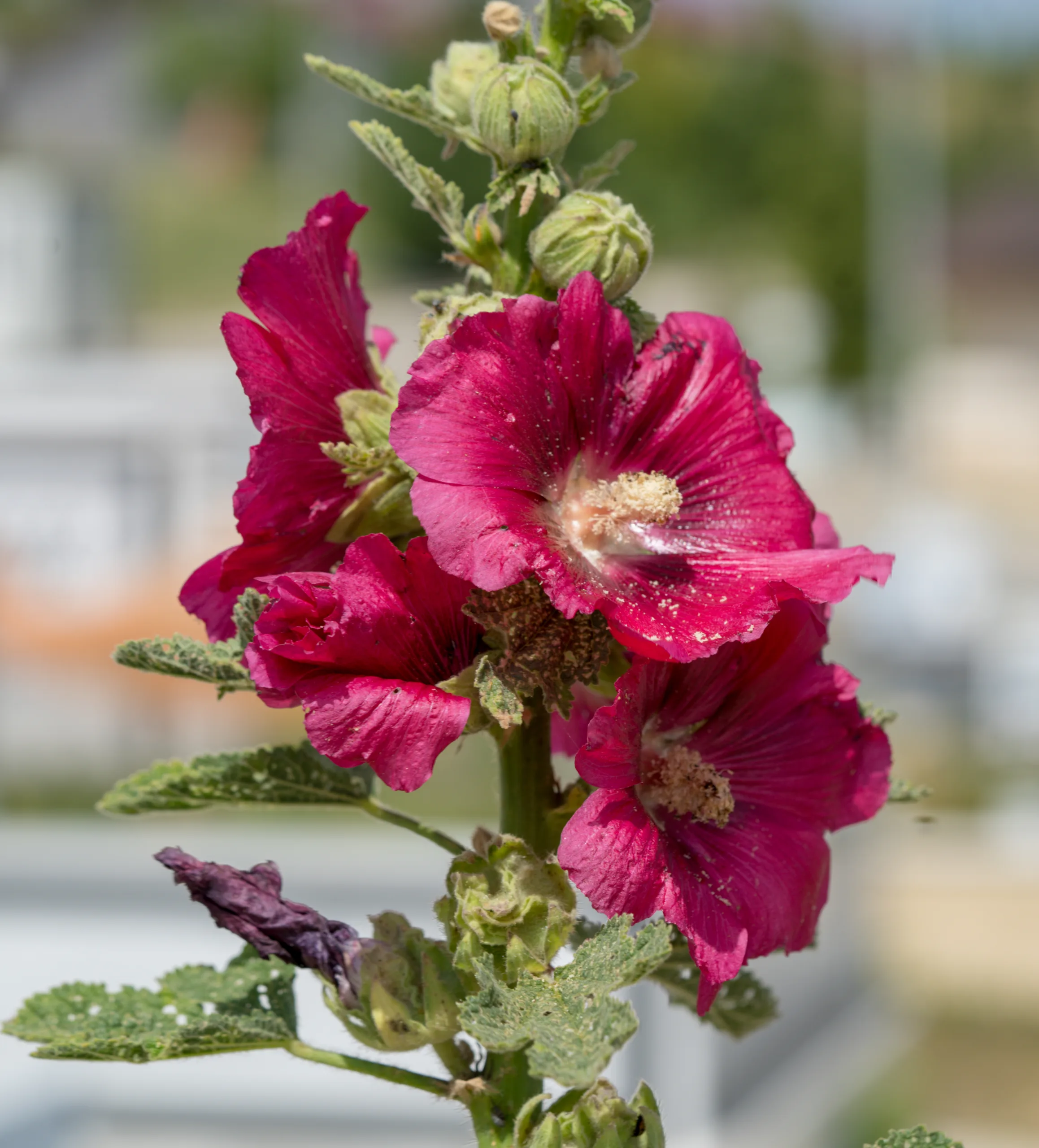 Alcea rosea