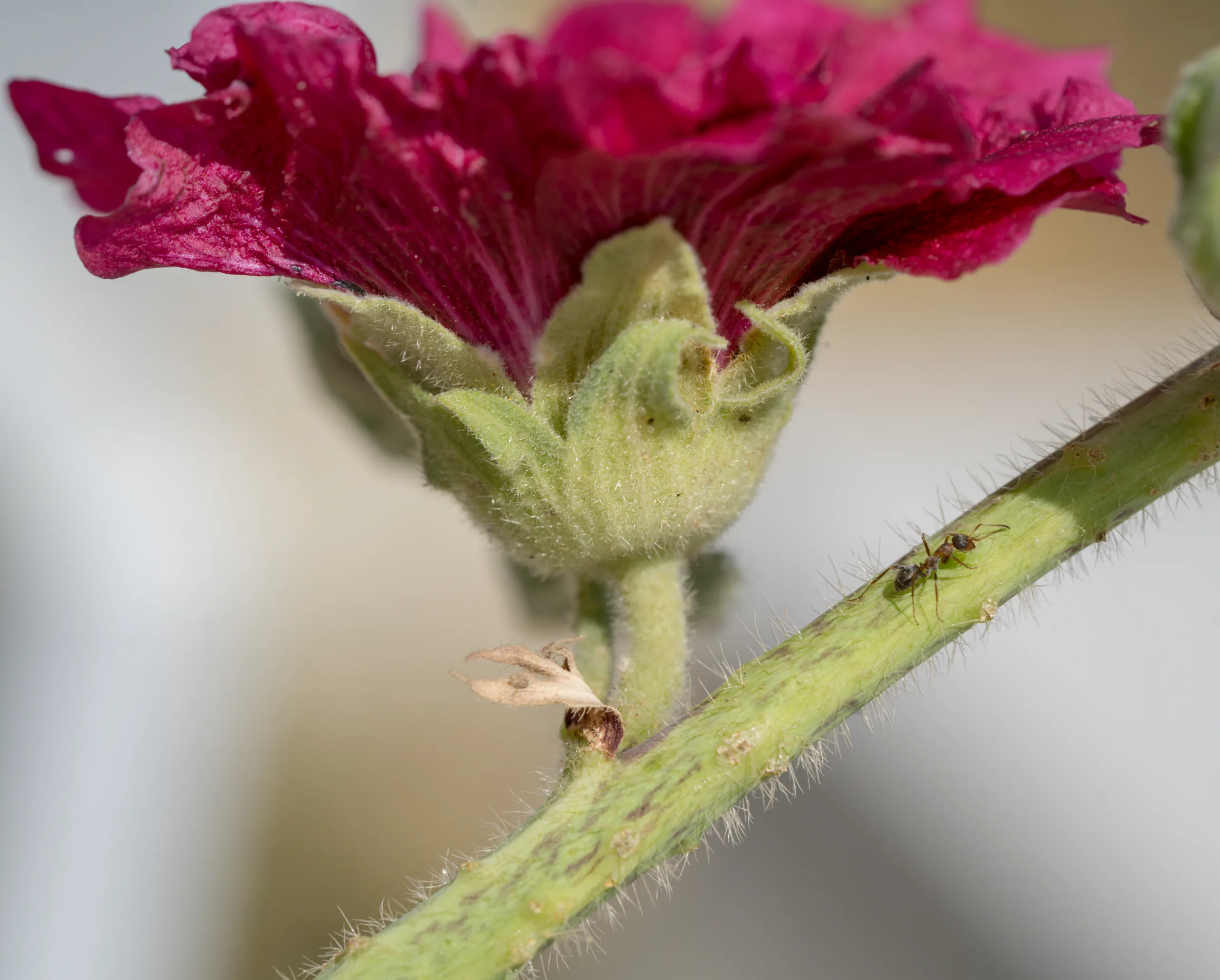 Alcea rosea