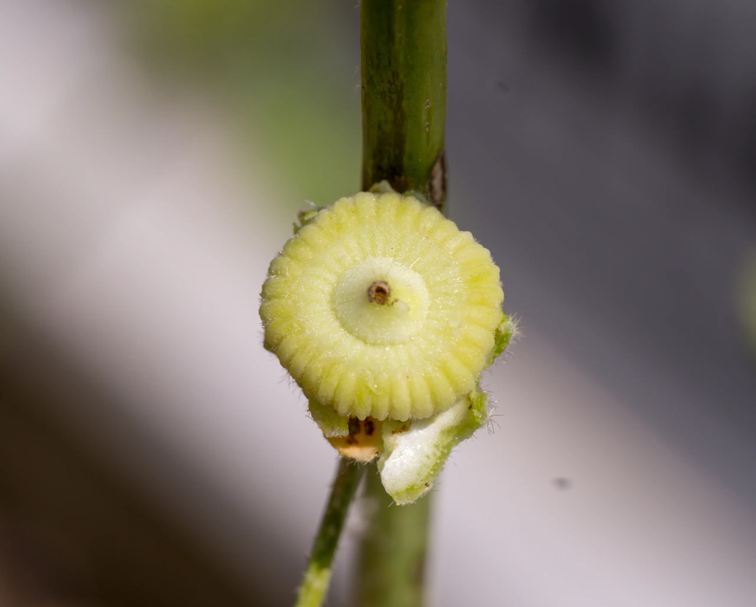 Alcea rosea
