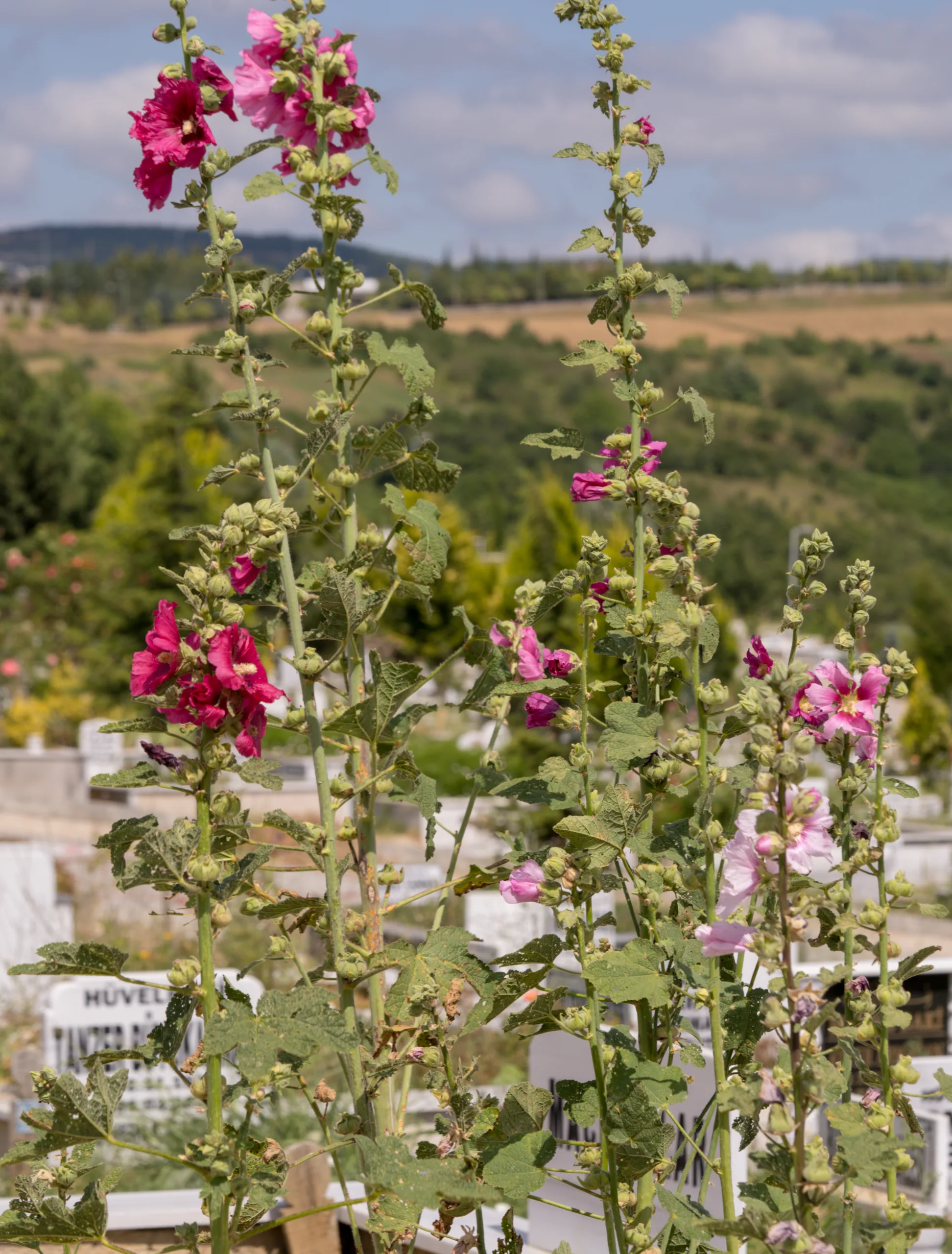 Alcea rosea