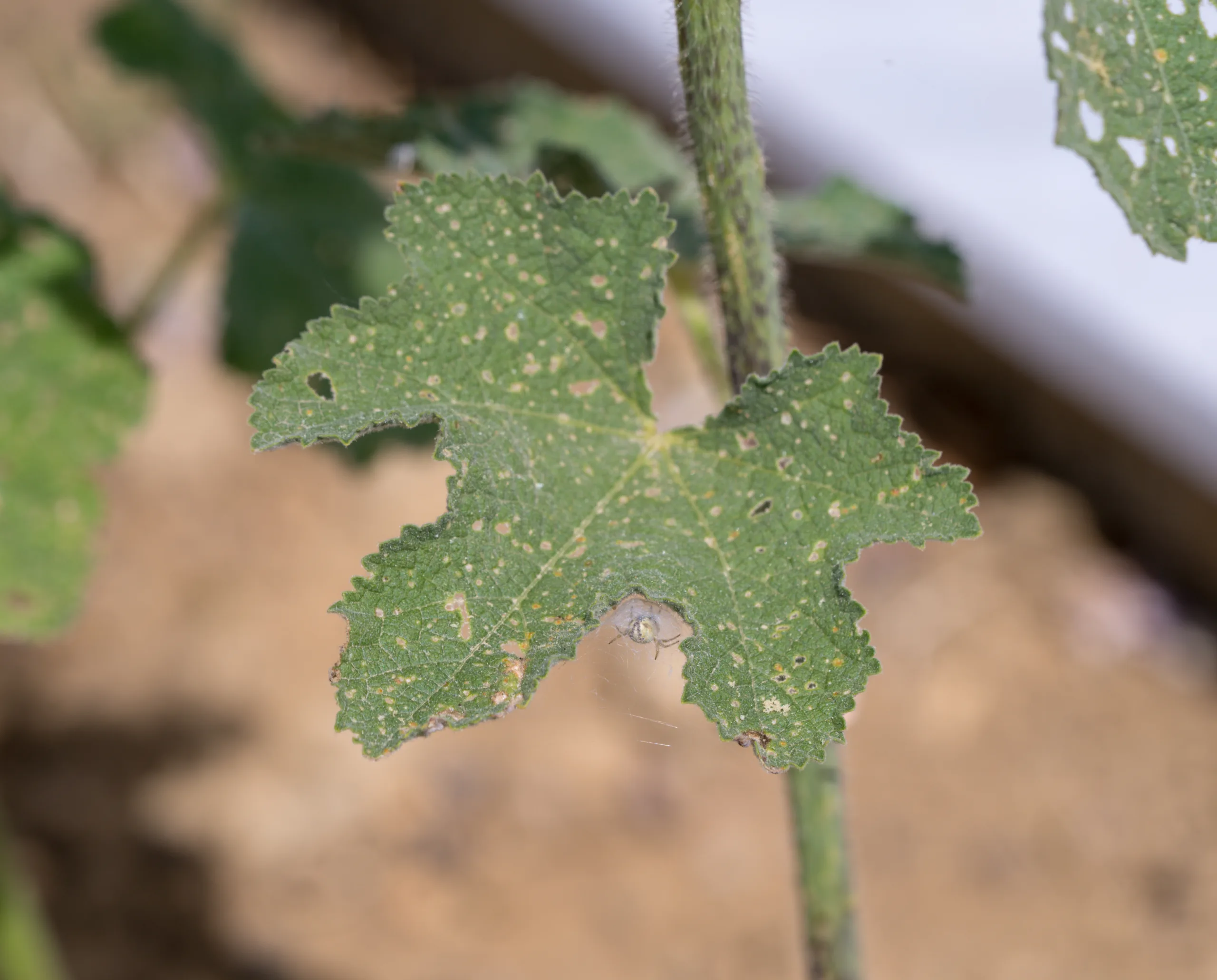 Alcea rosea