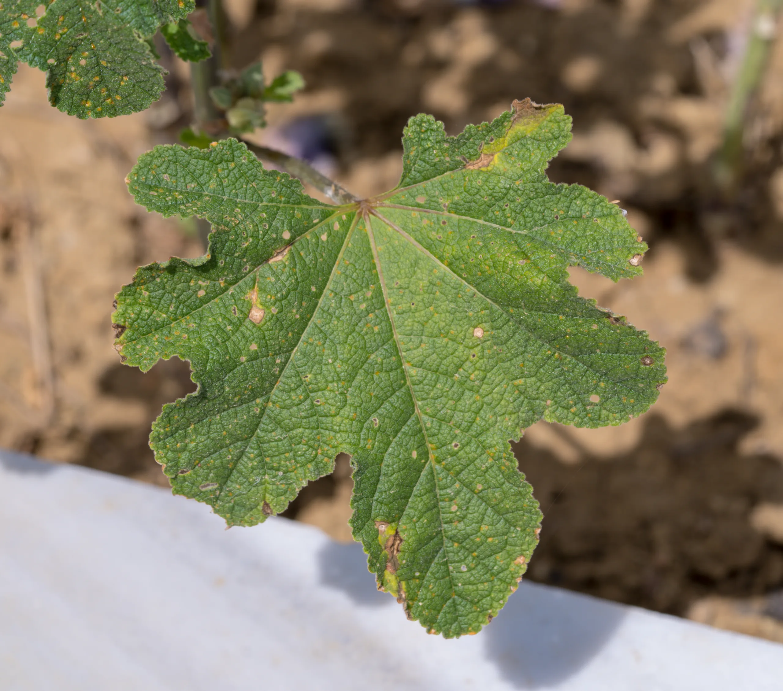 Alcea rosea
