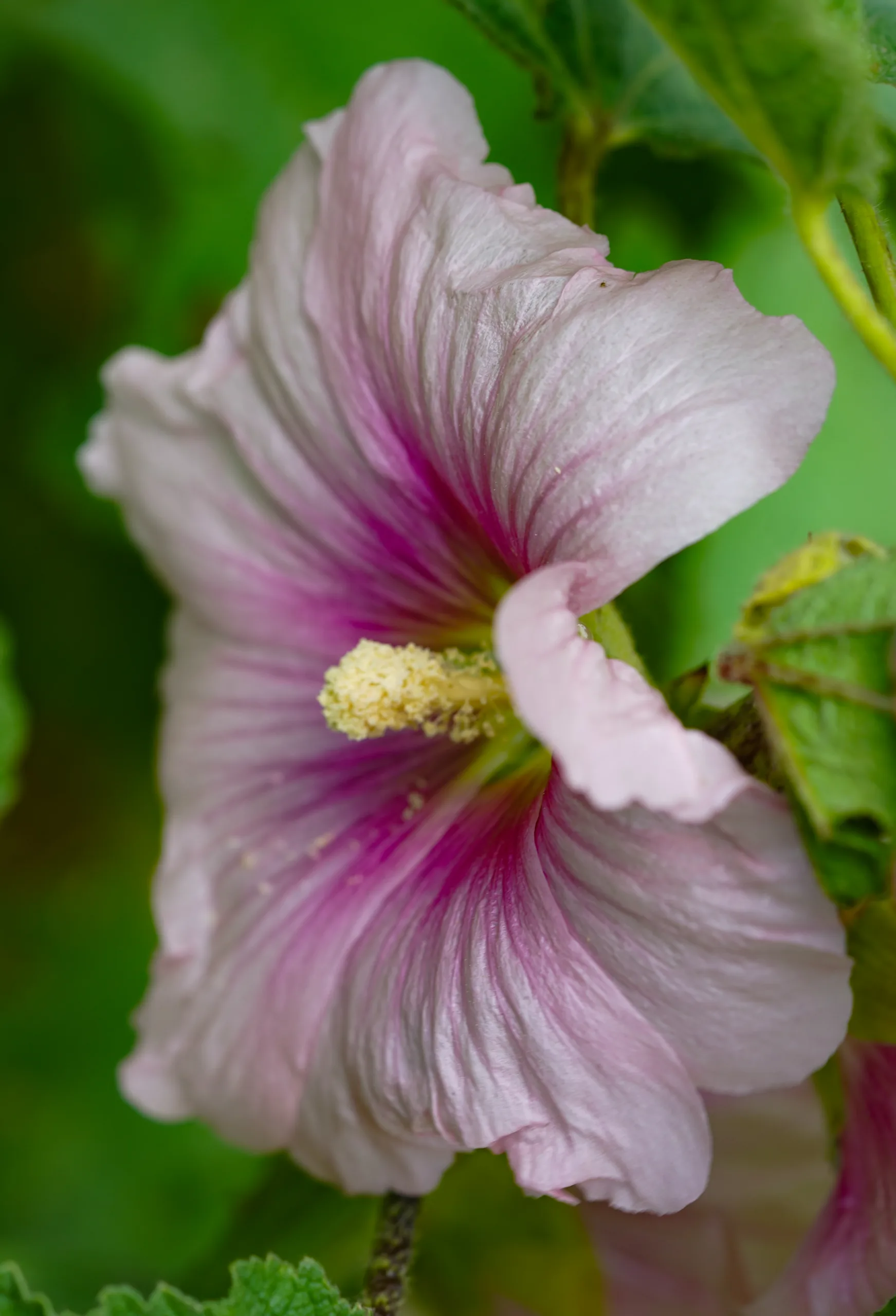 Alcea rosea