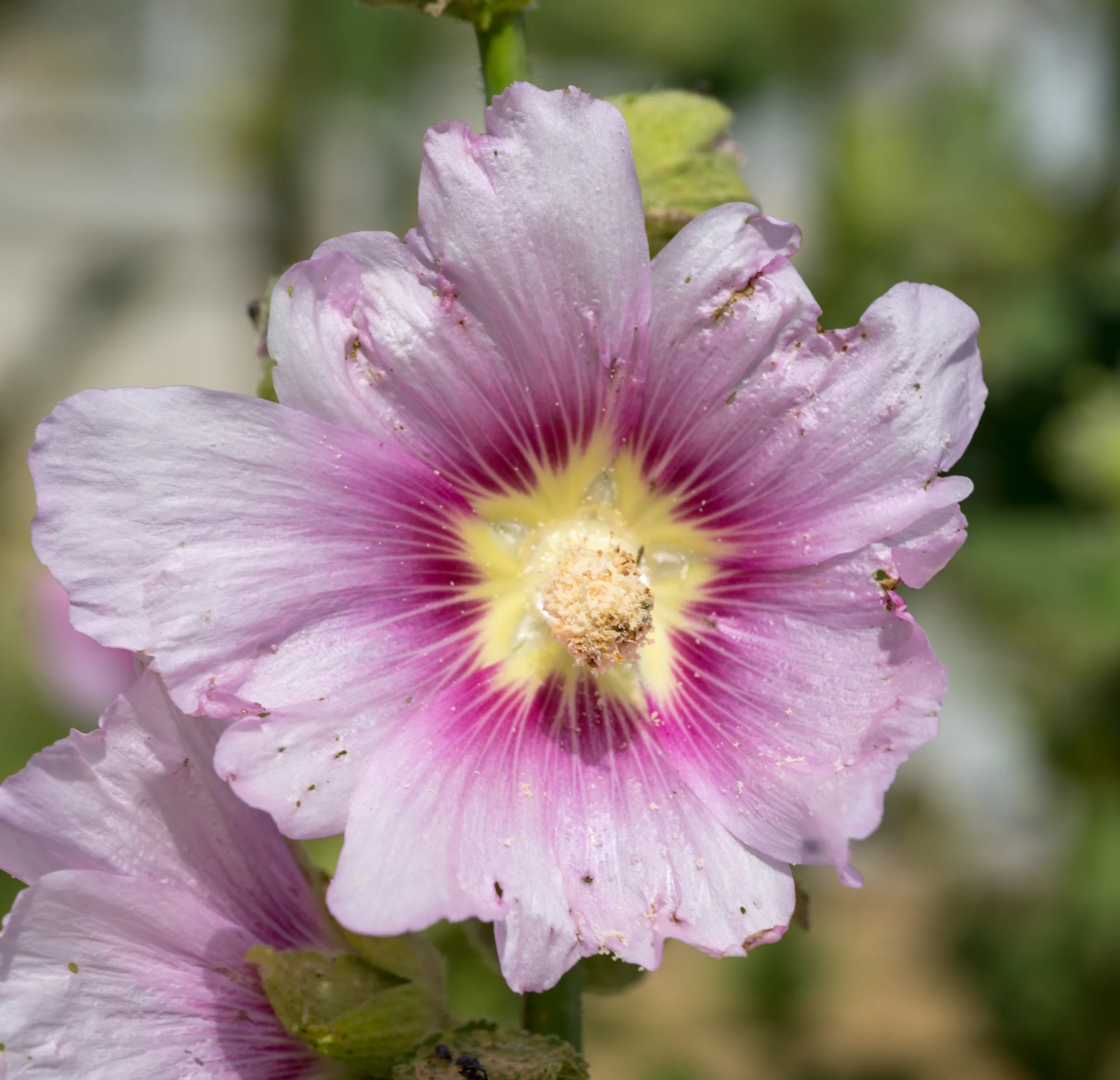Alcea rosea