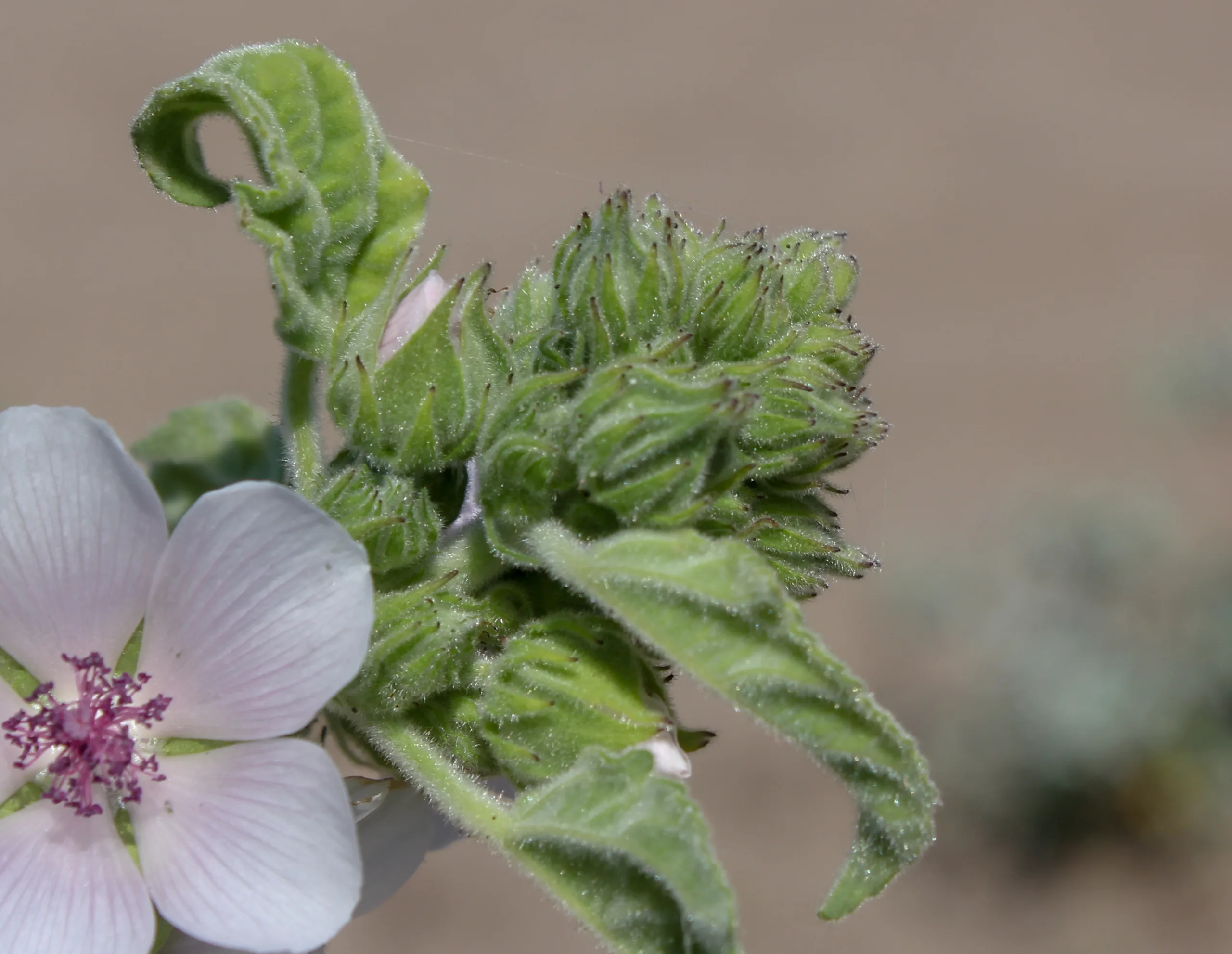 Althaea officinalis