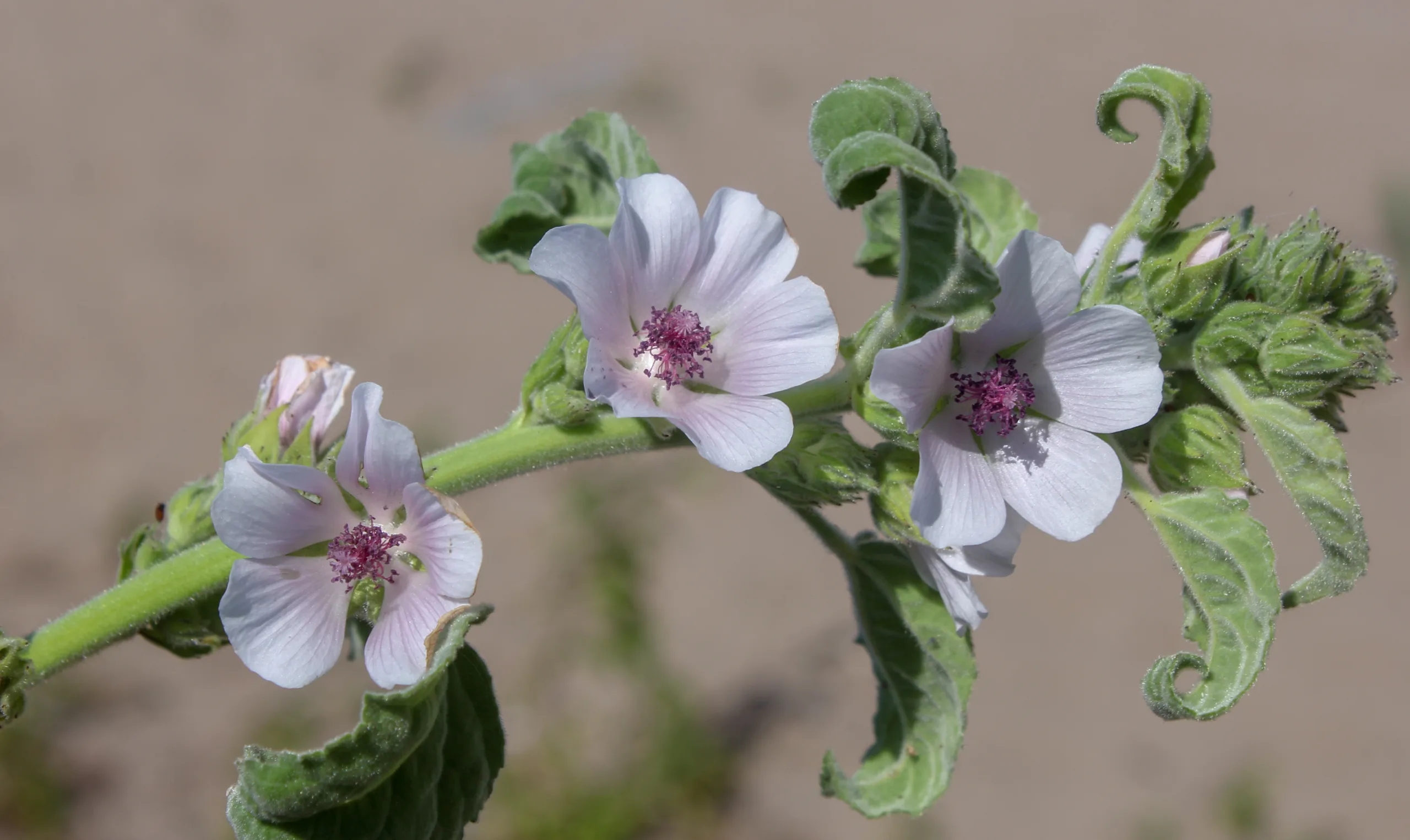 Althaea officinalis