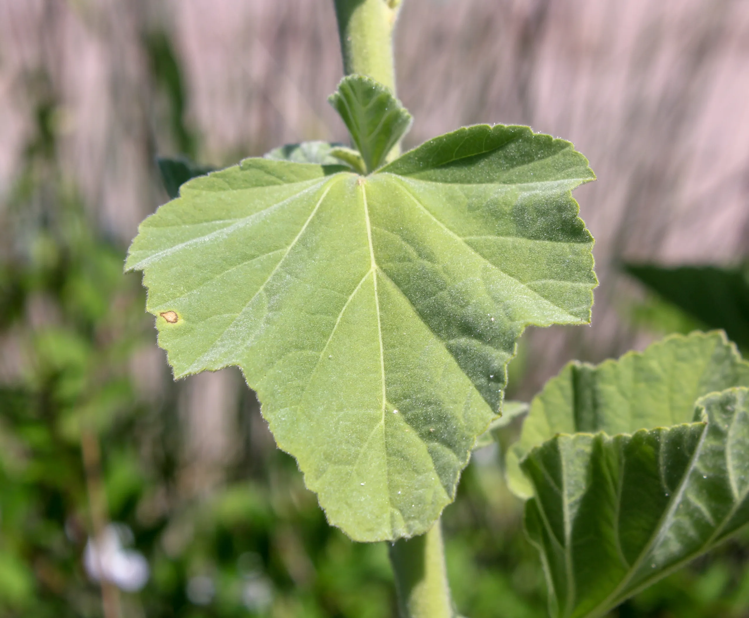 Althaea officinalis