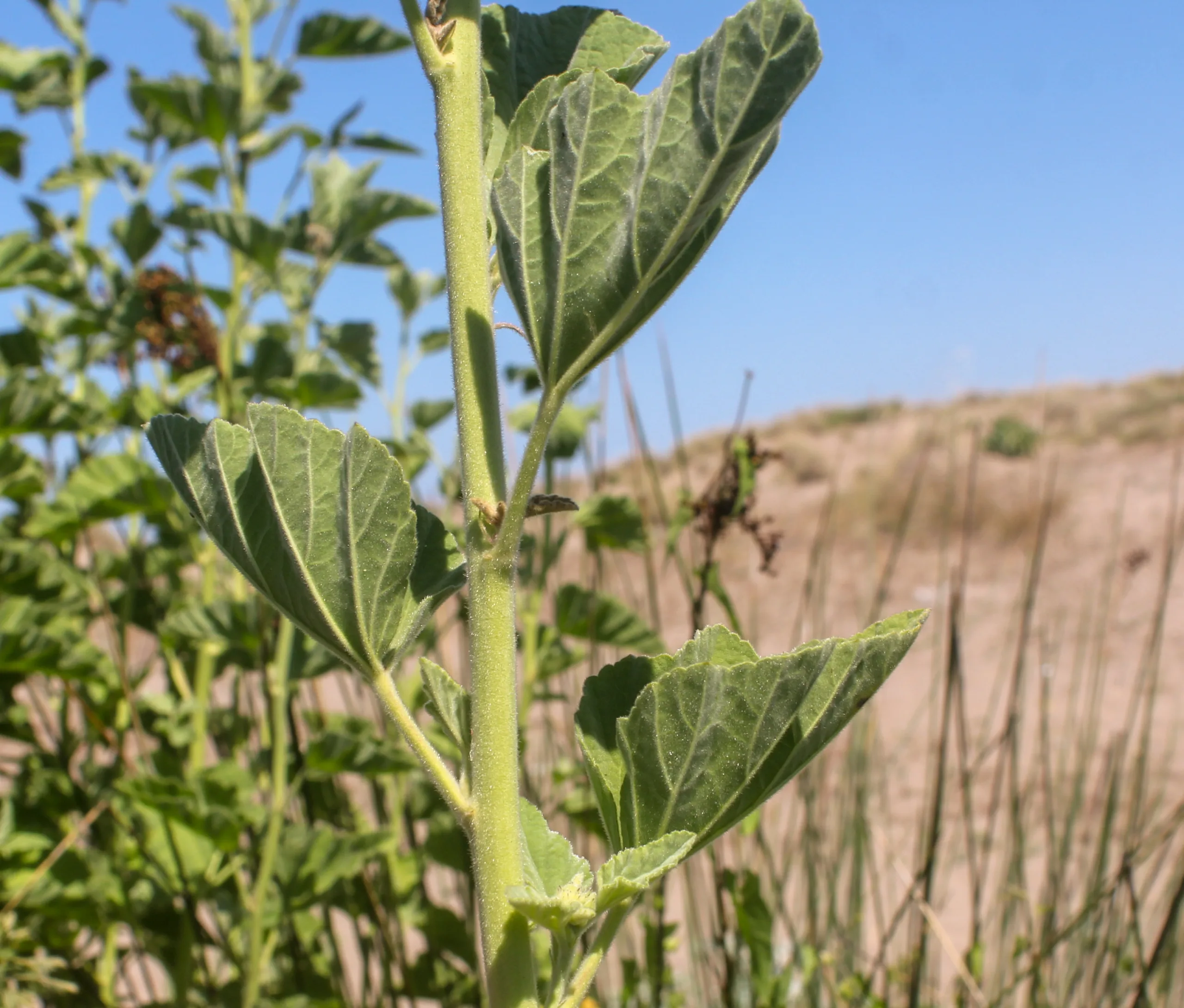 Althaea officinalis