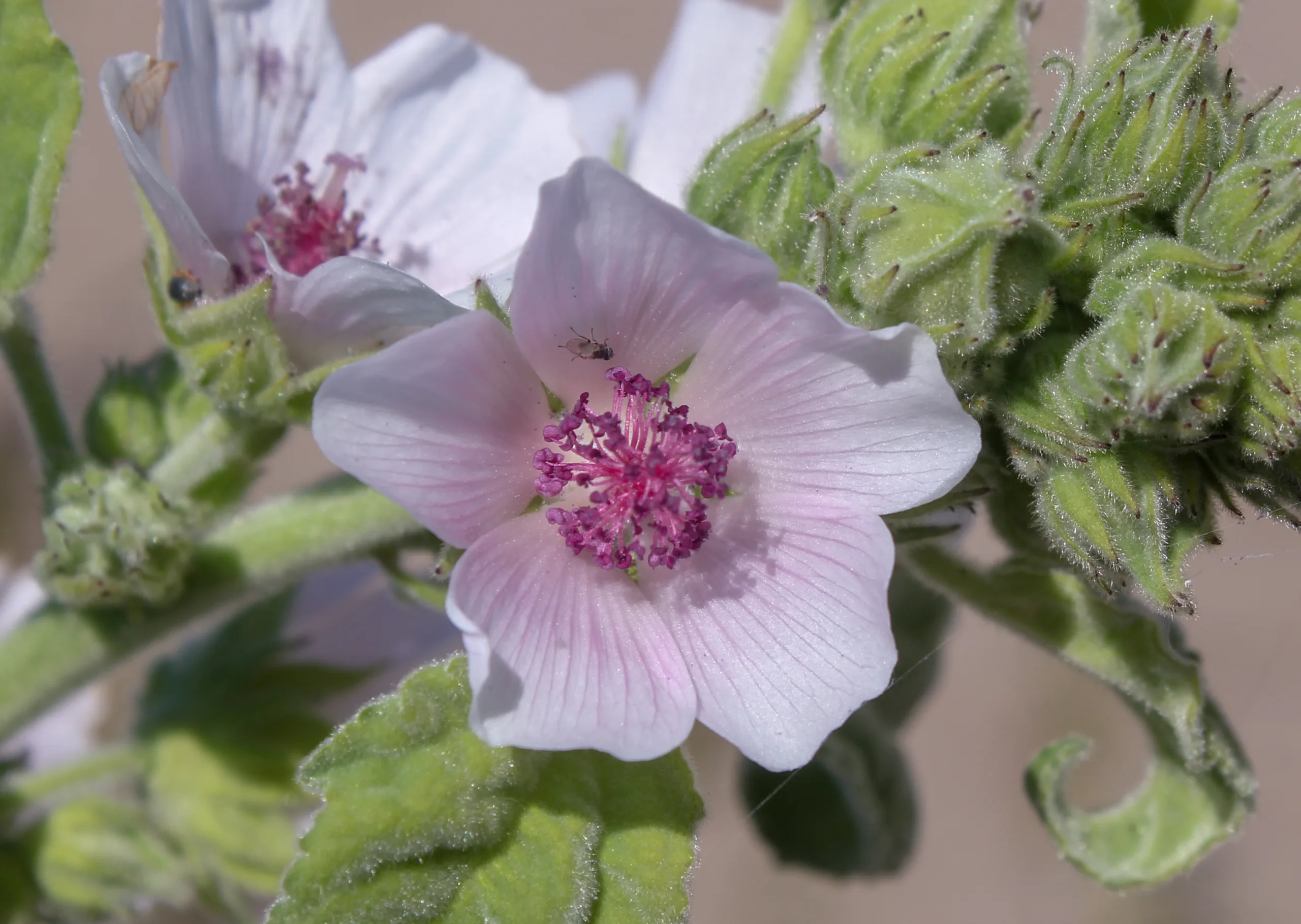 Althaea officinalis