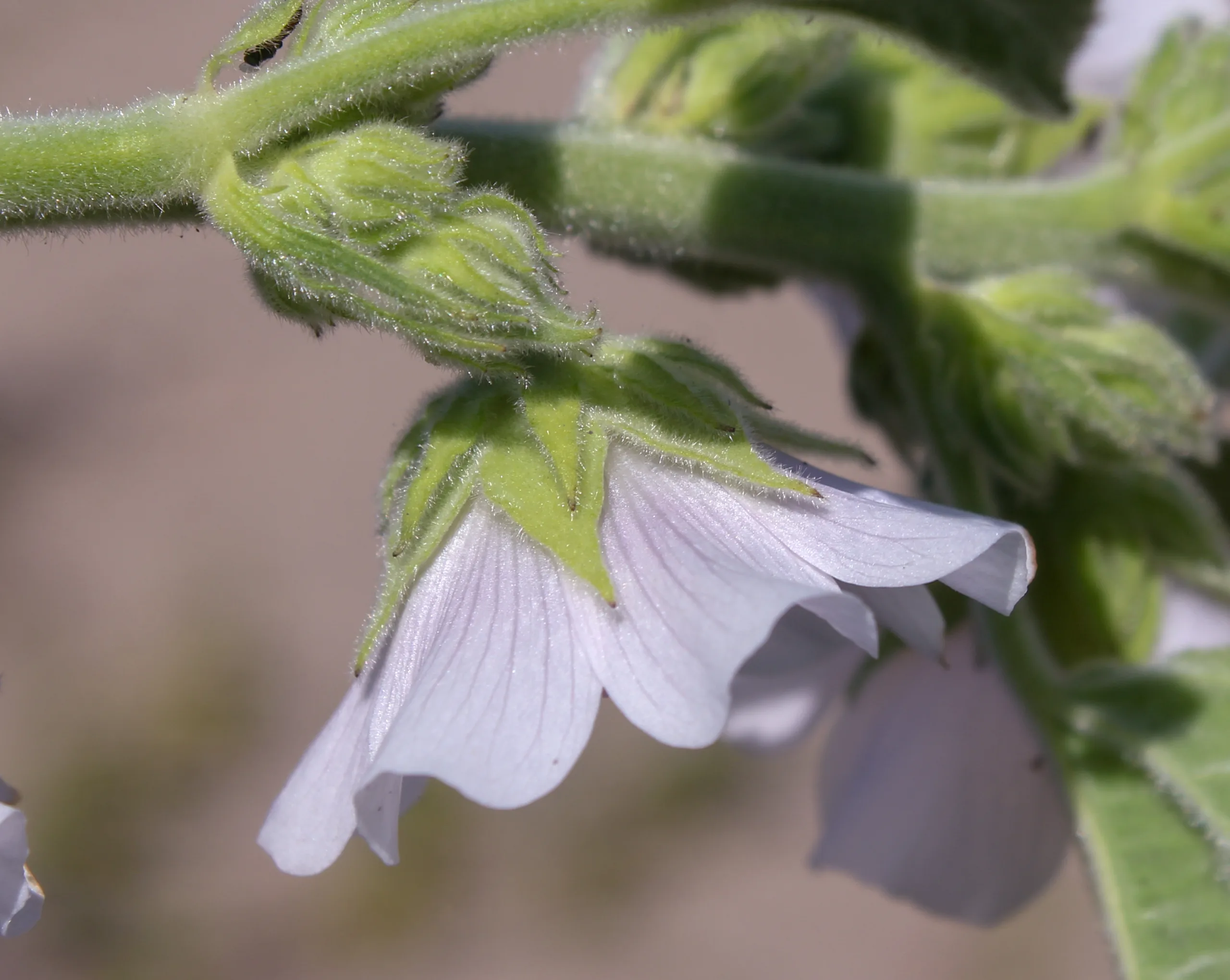 Althaea officinalis