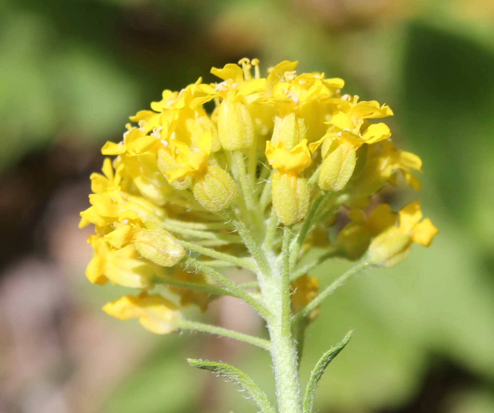 Alyssum trichostachyum