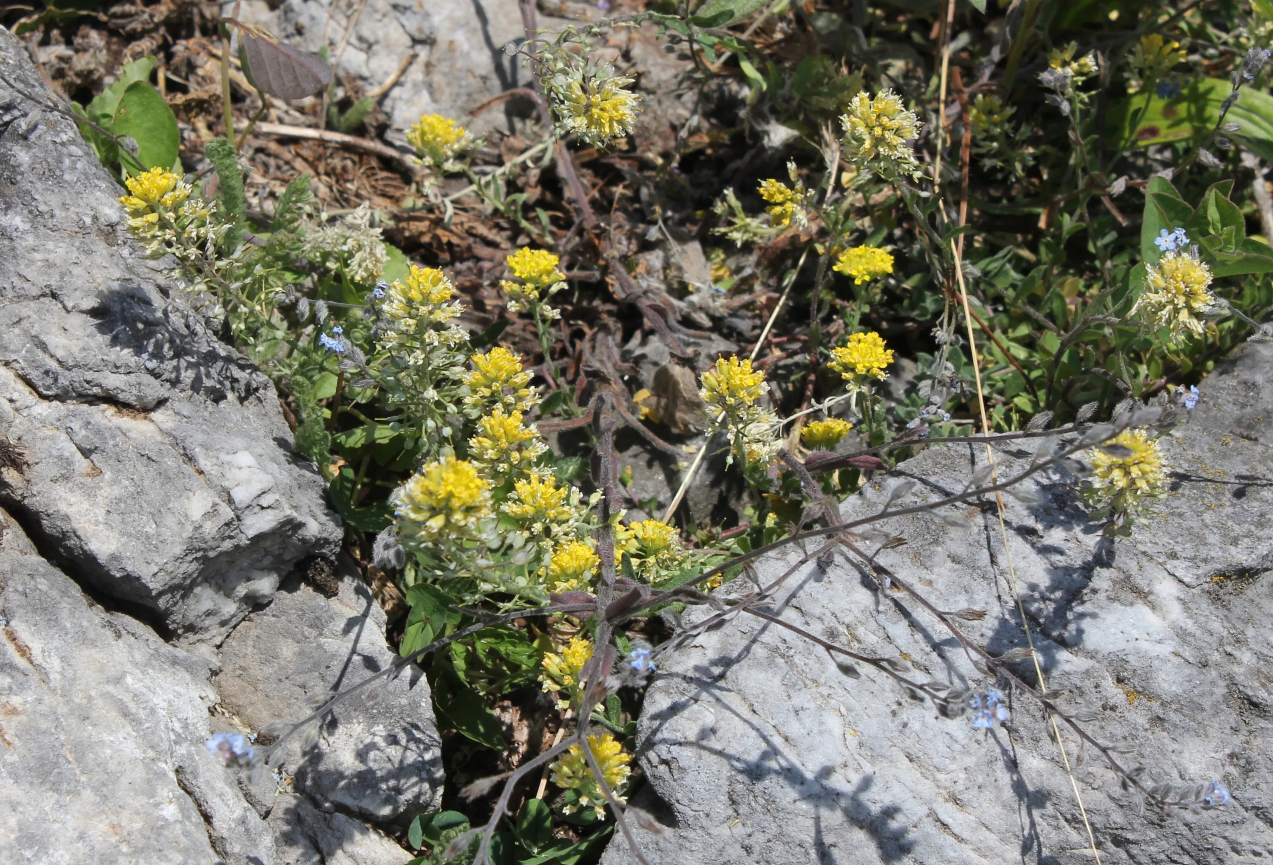 Alyssum trichostachyum