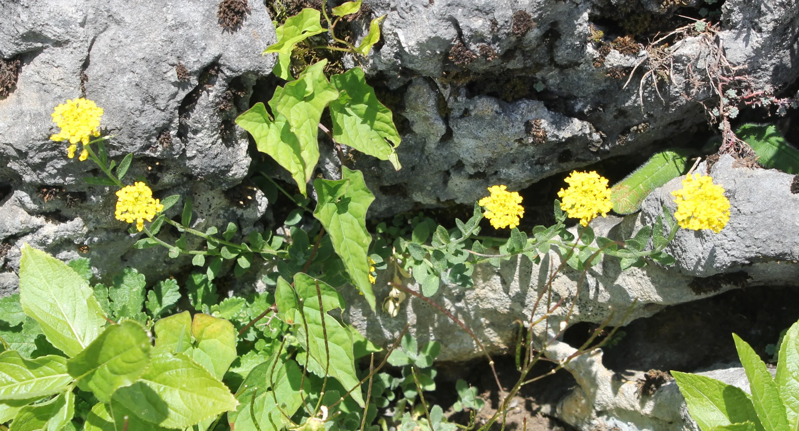 Alyssum trichostachyum
