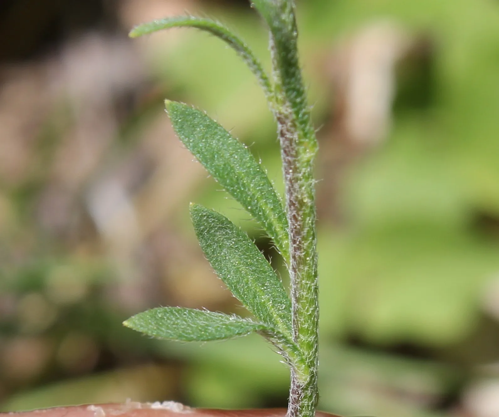 Alyssum trichostachyum