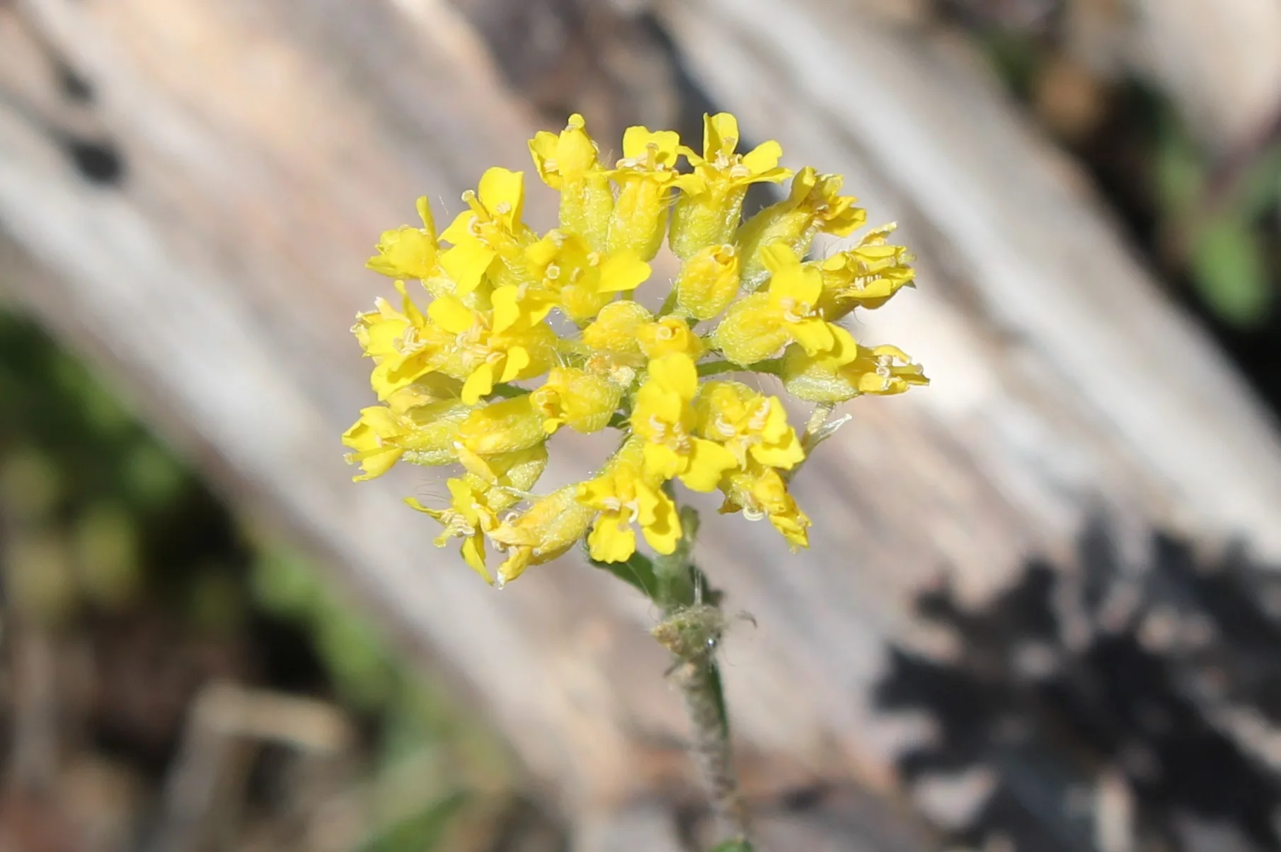 Alyssum trichostachyum