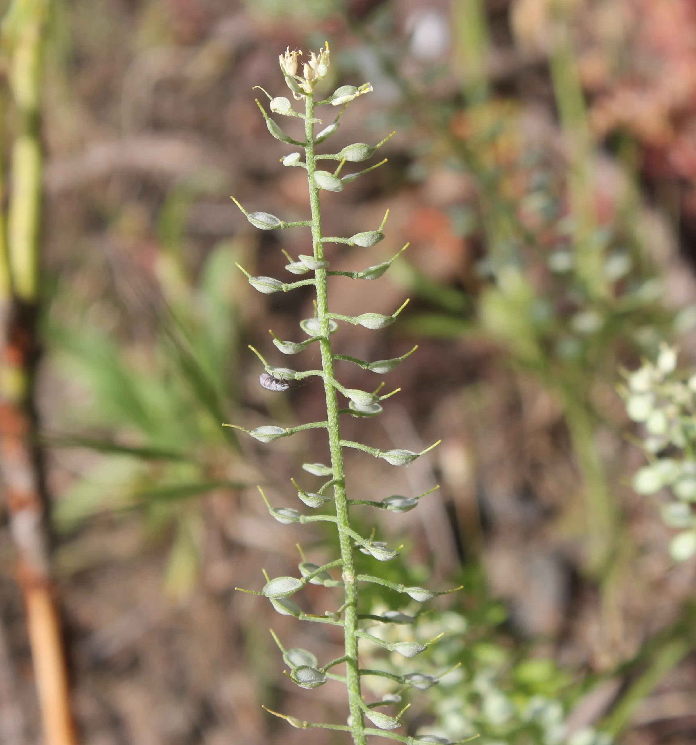 Alyssum trichostachyum