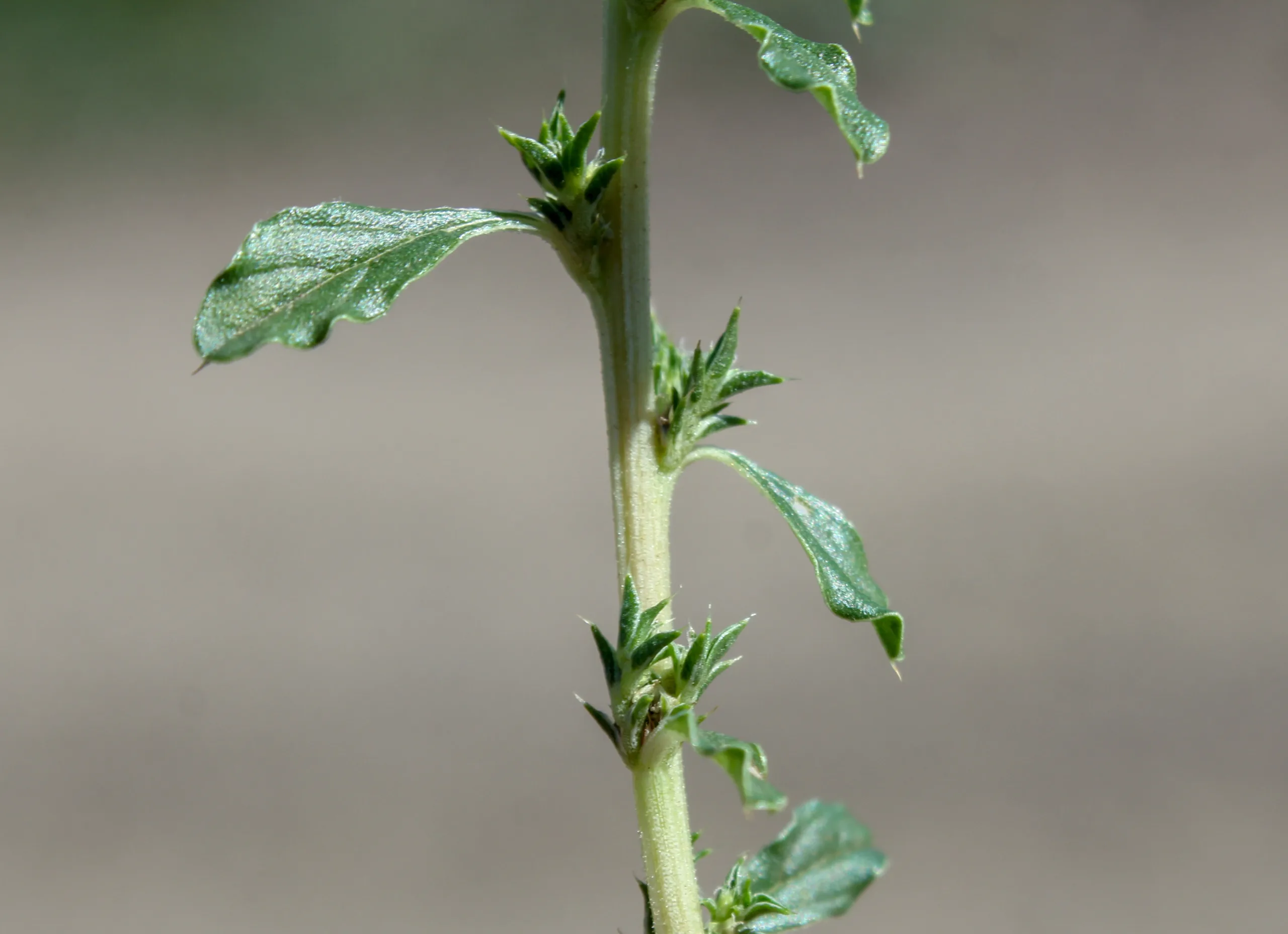 Amaranthus albus