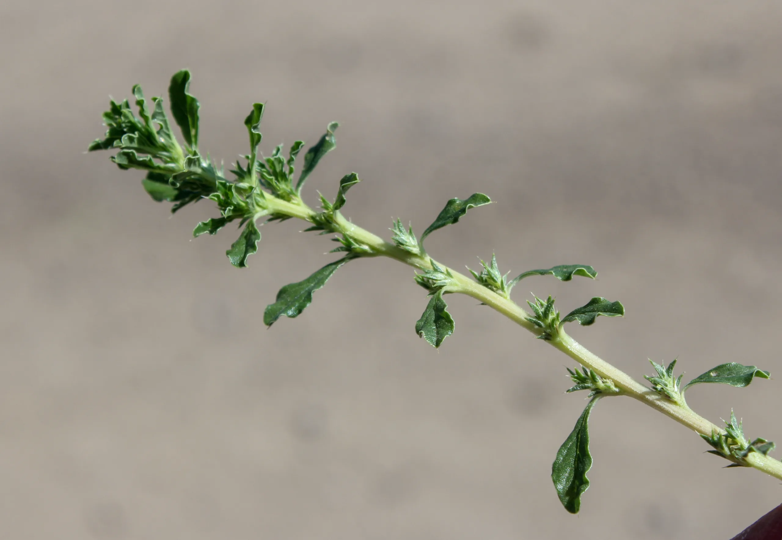 Amaranthus albus