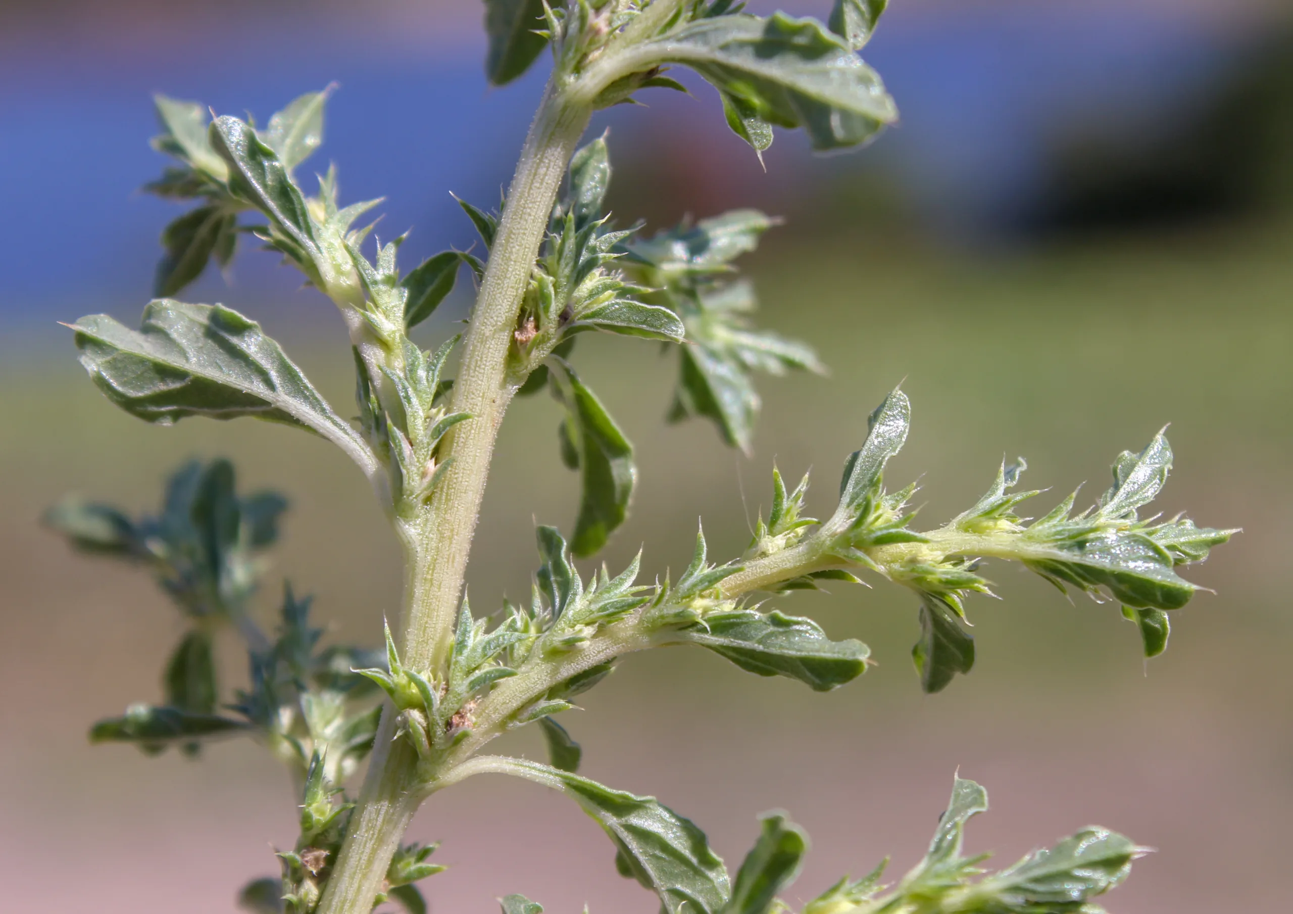 Amaranthus albus